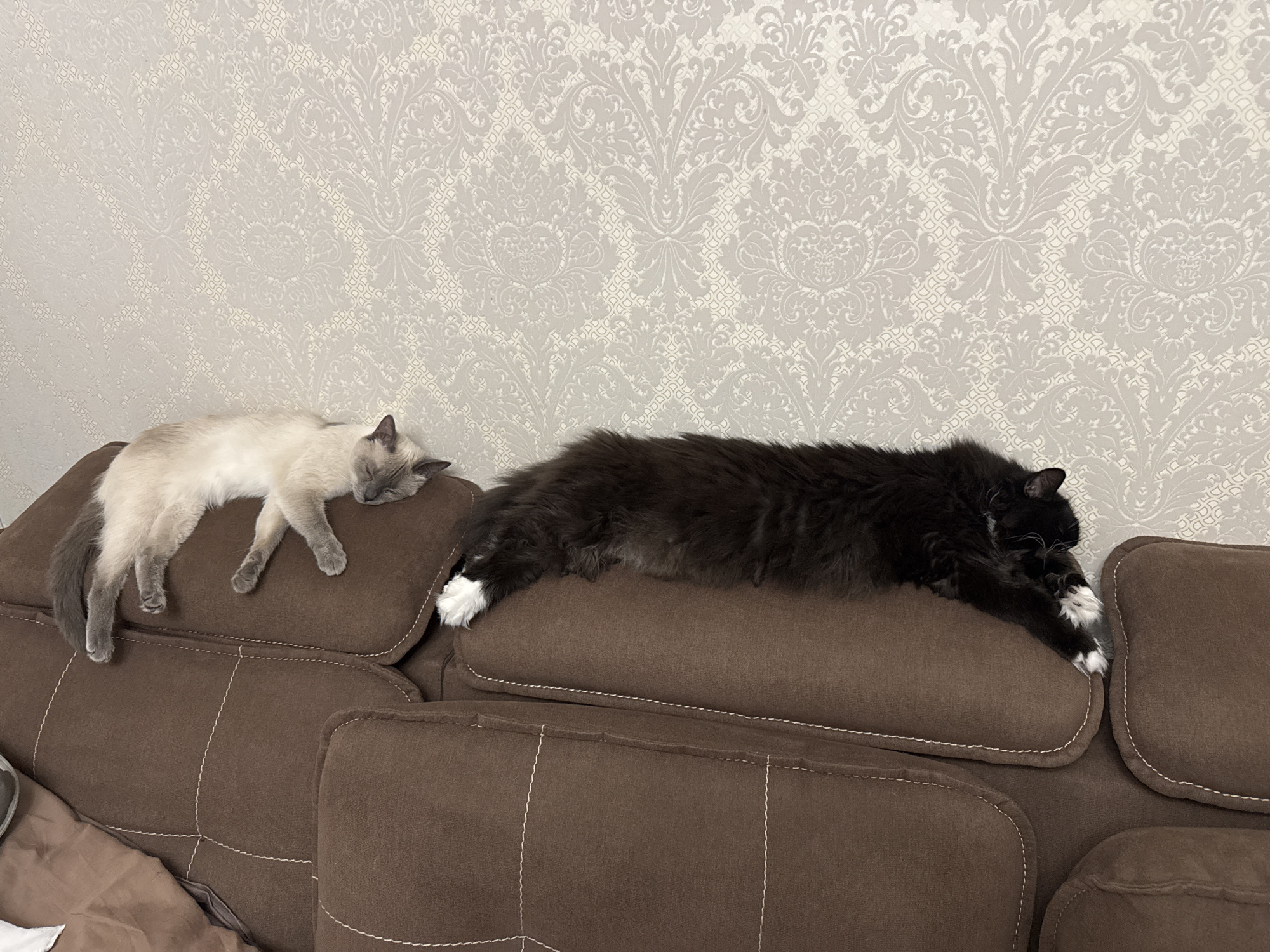 Two cats are sleeping on a brown sectional sofa in a well-lit room. The cat on the left is a light brown Siamese or similar breed with dark points. It is lying on its side with its head resting on its paws. The cat on the right is a black and white long-haired cat. It is also lying on its side, with its head tucked into its chest and its front paws extended. The sofa has decorative stitching on the cushions. Behind the sofa, there is a wall covered in patterned wallpaper, featuring an ornate damask design in a light gray and off-white color scheme. The lighting suggests it is daytime. The overall mood is peaceful and relaxed, with the cats comfortably asleep. No visible text is present in the image. The location context is Slonim, Belarus.