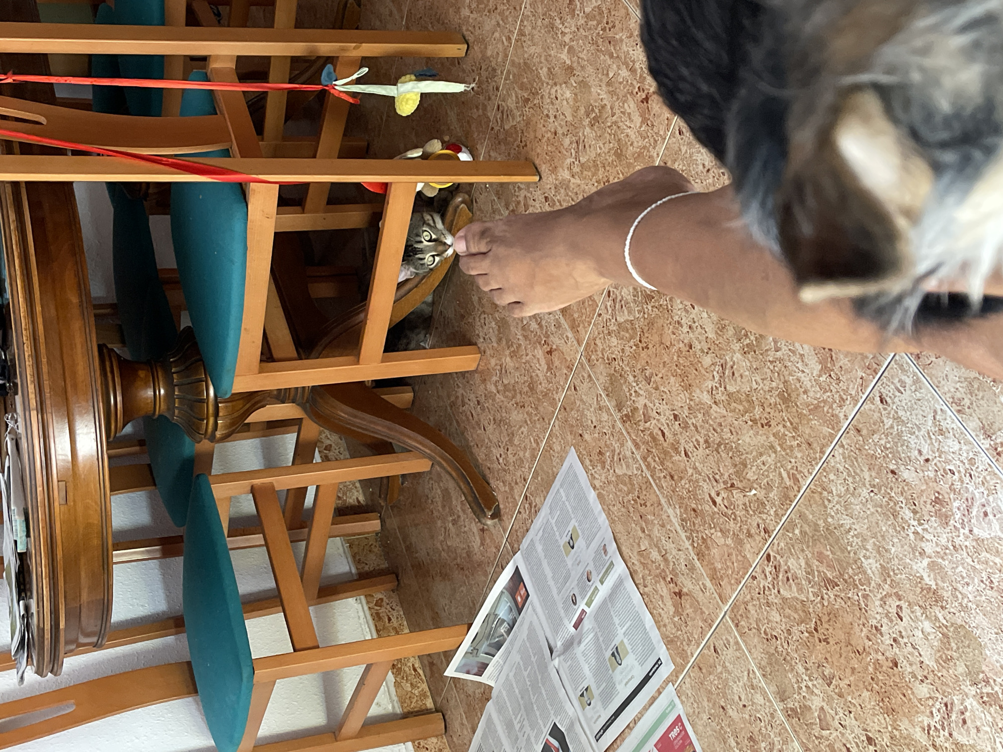 An indoor scene features a dining table with wooden chairs with teal cushions. A cat peeks out from under a table, looking towards the camera. In the foreground, a person's leg and foot are visible, with an anklet. Newspapers are spread on the tiled floor. A blurry dog is in the lower right corner. The scene is likely in a home in Santa Coloma de Gramenet, Spain, given the context.