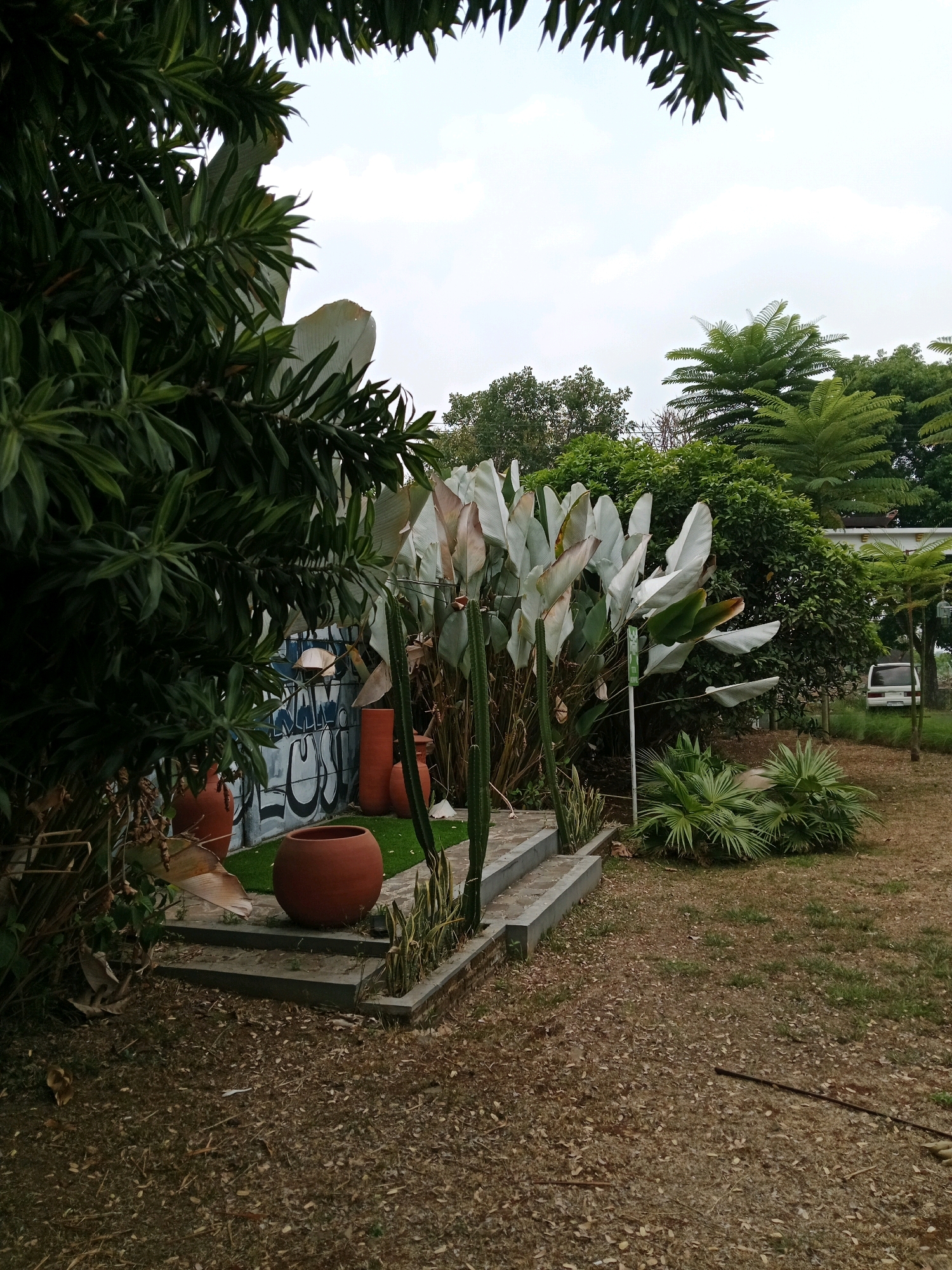 The image depicts an outdoor scene with lush greenery and decorative elements, suggesting a well-maintained garden or a patio area. In the foreground, there is dry, scattered leaf litter covering the ground. To the left, large, dark green leaves of a dense plant frame the scene. In the midground, a set of grey concrete steps leads up to an area with artificial grass. Several terracotta pots of various sizes are strategically placed, including a large, round pot at the top of the steps and a taller, narrower pot to its right. Behind the pots and steps, a wall with graffiti is visible. The graffiti features large, stylized white lettering against a blue and grey background. A group of tall, slender plants with large, pale leaves, possibly Heliconia, are growing behind the steps. Two tall, spiky cactus-like plants stand to the right of the Heliconias. To the right of the central planting area, more greenery is present, with smaller bushy plants in the foreground and a cluster of palm-like plants further back. In the background, a white van is parked on a dirt or gravel path, and beyond that, more trees and foliage are visible. The sky is overcast with light clouds. The overall impression is that of a tranquil, slightly eclectic outdoor space in a tropical or subtropical setting. This location is identified as being in the city of Karangtengah, Indonesia.