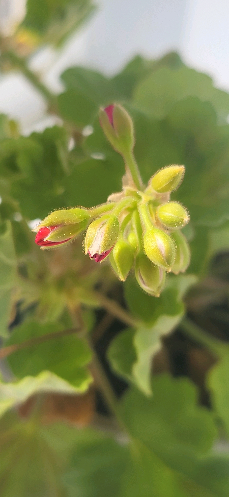 A close-up, shallow depth-of-field photograph showcases a cluster of flower buds against a blurred green background. The buds are primarily light green with some showing hints of pink and red at their tips, suggesting they are about to bloom. The buds are elongated and tapered, with fine, fuzzy hairs visible on their surfaces. One bud on the left is slightly more open, revealing a deeper red color inside. The overall lighting is soft and diffused, creating a gentle focus on the central subject. The image does not contain any identifiable people, objects, or actions that would allow for a specific location in Oskemen, Kazakhstan to be determined.