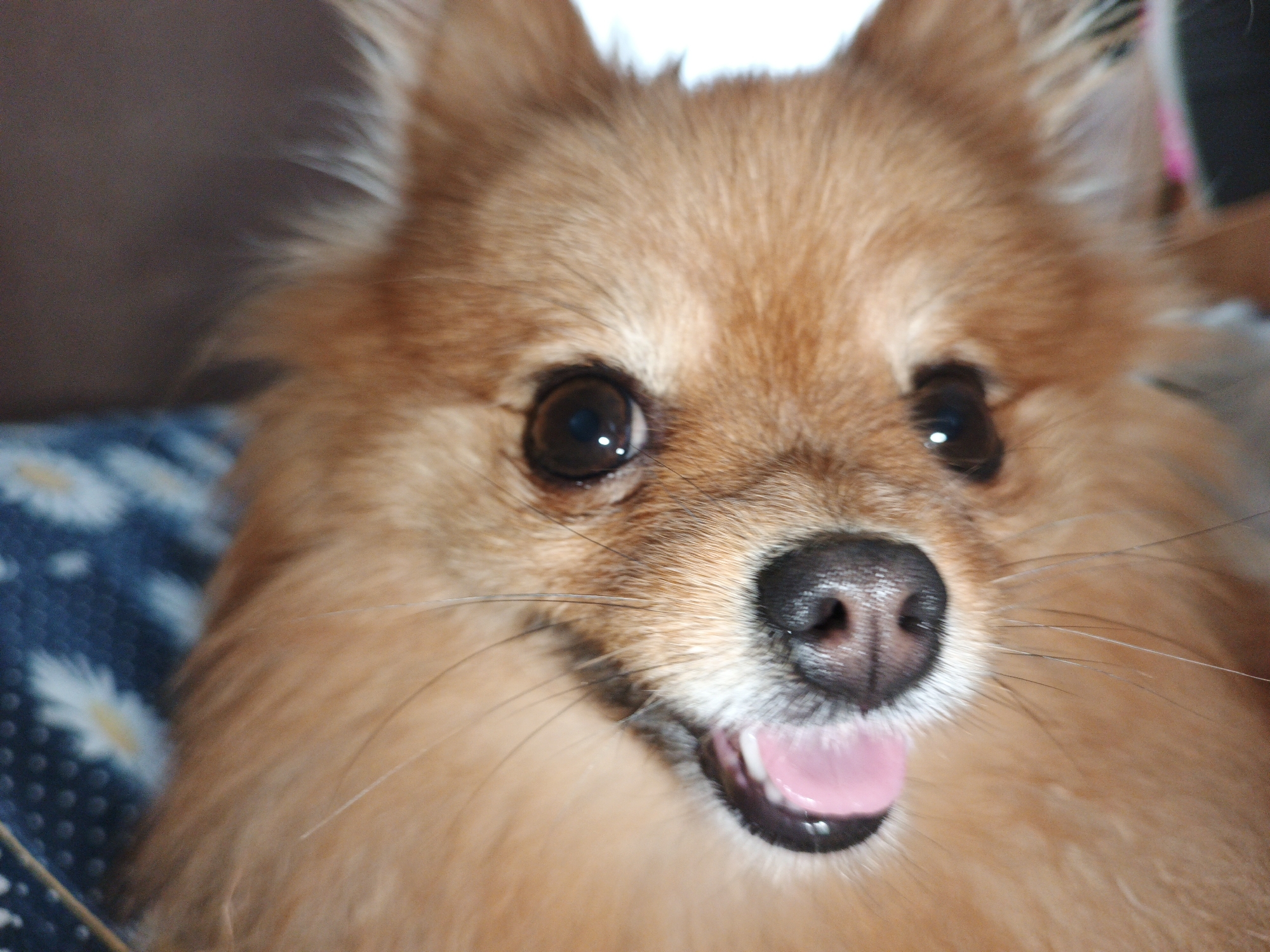 A close-up, eye-level, medium shot captures a Pomeranian dog with light brown fur, looking forward with its mouth slightly open, revealing a pink tongue. The dog is lying on a blue blanket with a white floral pattern. The background is blurred, with a dark brown area on the left. The image appears to be taken indoors, likely in a domestic setting in Medvedyovka, Russia.