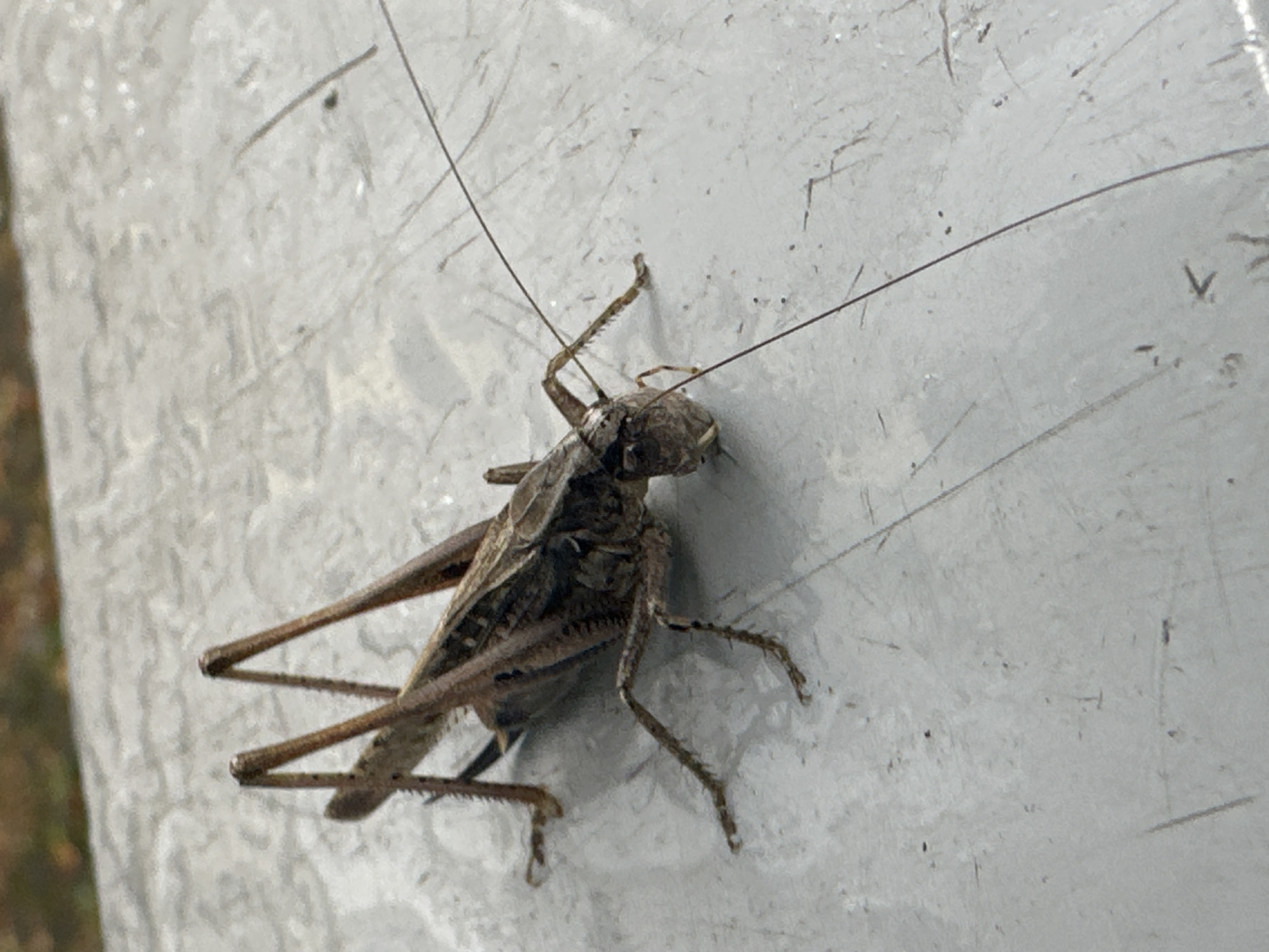 A grasshopper is positioned on a light gray, textured surface. The grasshopper is facing left and is mostly brown with some darker markings. It has prominent long antennae, six legs, and visible wing casings. The surface it is on appears to be outdoors, with some out-of-focus brown and green elements in the background, suggesting foliage or natural surroundings. There are no people visible in the image. This scene does not provide any specific geographic indicators to pinpoint a location within Berlin, Germany.