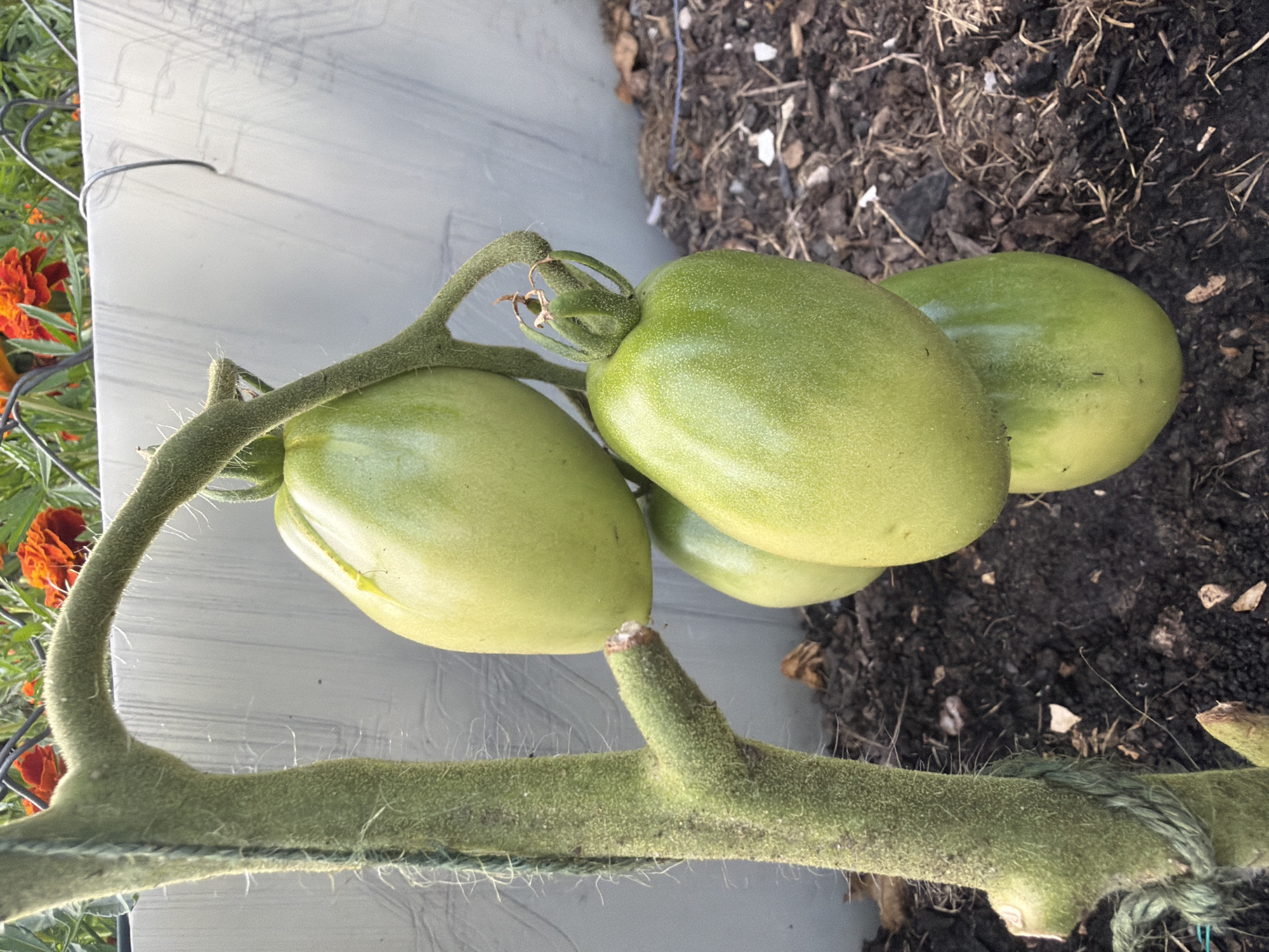 An outdoor, eye-level shot shows unripe green tomatoes growing on a vine. The vine is supported by a thick, fuzzy green stem that is tied with green twine to an unseen support. Three tomatoes are visible. The largest tomato is at the top, followed by a second, slightly smaller tomato, and then a third tomato. The tomatoes are elongated and have a smooth, waxy appearance. The background consists of dark soil with some dry leaves and straw, and a pale gray wall. Behind the wall, orange flowers and a wire fence are visible. The scene appears to be in a garden or allotment in Bayreuth, Germany.