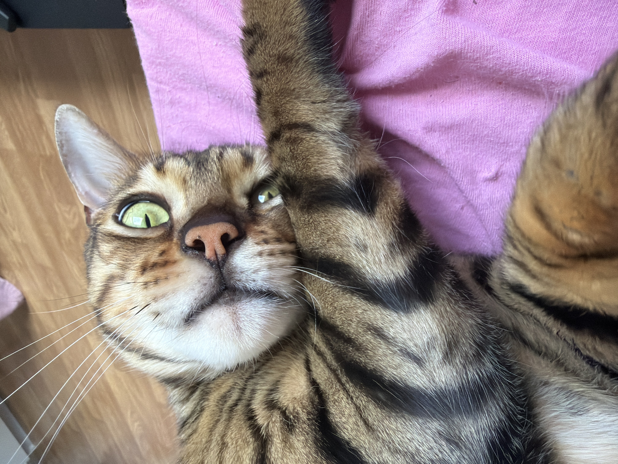 A Bengal cat with green eyes and striped fur lies on a pink cloth. Its left paw is raised and partially covers its face. The cat is lying on its back, with its head tilted to the right. The background is blurred and shows a wooden floor and a dark object. There are no people present in the image. The scene is indoors, likely a home. There is no information to suggest this image is located in Kyustendil, Bulgaria.