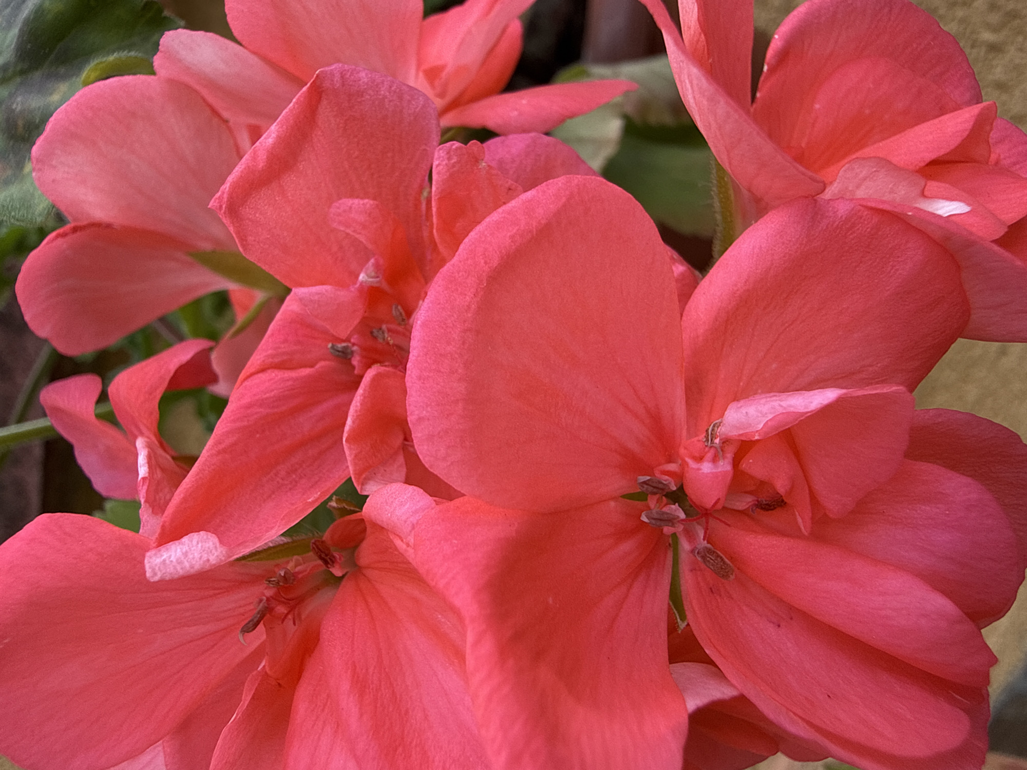 The image is a close-up, high-angle shot of vibrant coral-pink flowers, likely geraniums, in bloom. The petals are soft and velvety, with delicate veins visible. The flowers are clustered together, with some petals overlapping and others slightly curled. The background is a blur of green foliage and a hint of earthy tones, suggesting an outdoor setting. There are no people or specific landmarks visible to indicate a location in Targovishte, Bulgaria. The focus is entirely on the natural beauty of the flowers.