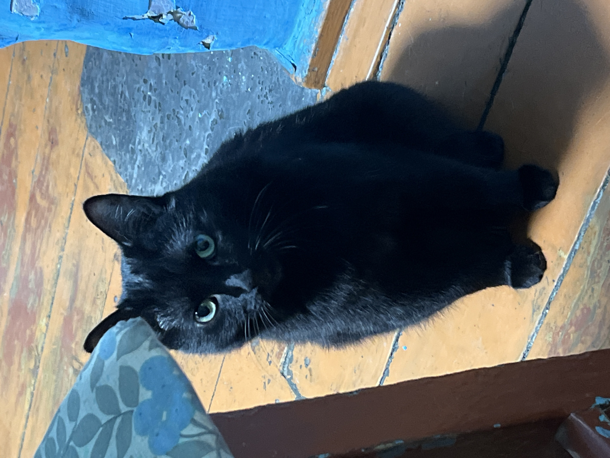 A black cat with green eyes is lying on a tiled floor. The tiles are yellow with a greyish-white grout. A blue and white patterned fabric is visible in the lower left corner of the frame. Above the cat, there is a section of blue and grey plaster or paint peeling off a surface. The location is Nizhny Tagil, Russia.