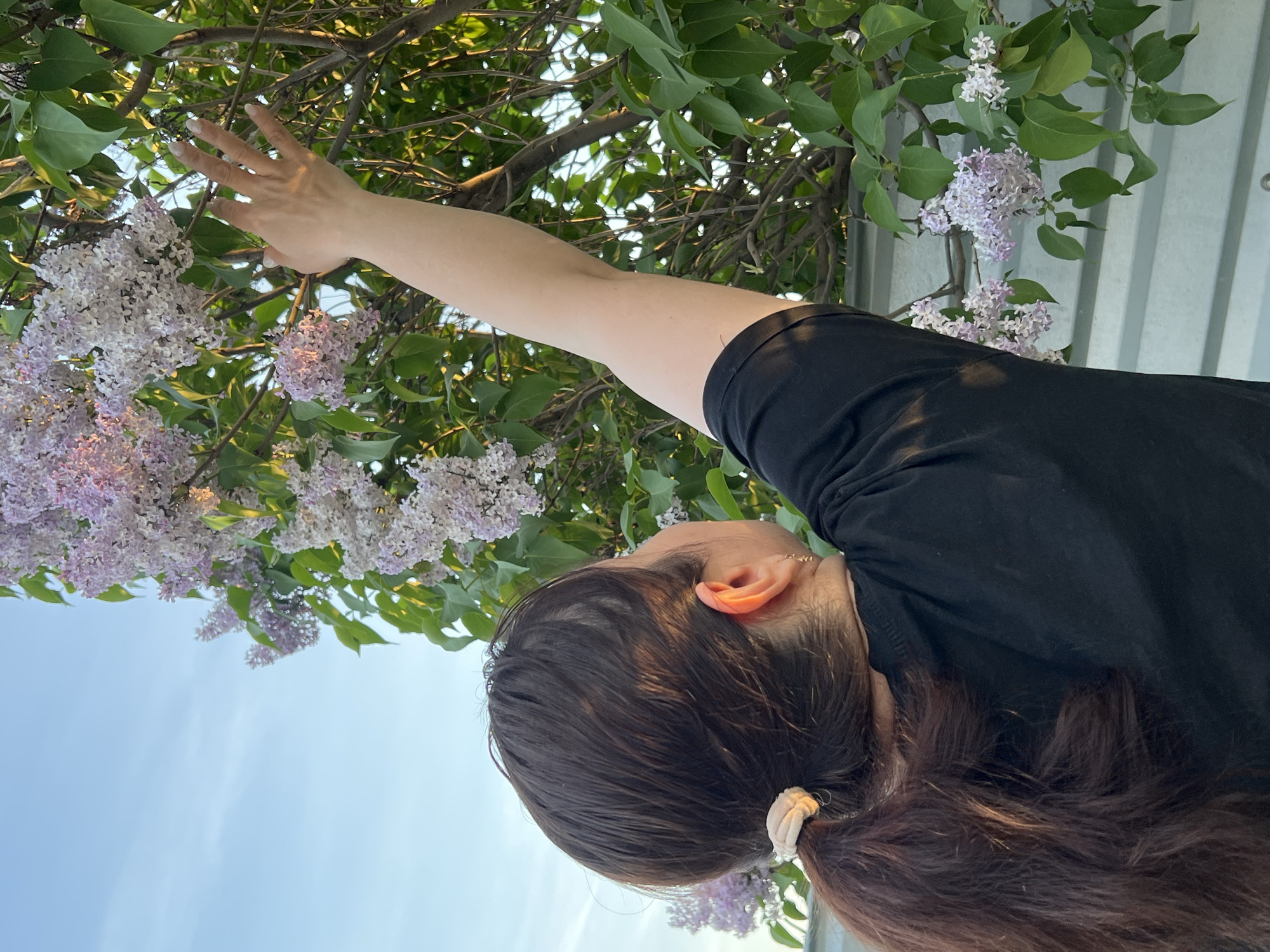 A low-angle shot shows a woman in a black t-shirt reaching towards a branch of lilac flowers. Her right arm is extended, and her hand is among the purple and white blooms. Her dark hair is pulled back into a low ponytail with a light-colored scrunchie. Part of her ear and the back of her neck are visible. The background consists of branches, leaves, more lilac flowers, a blue sky, and a corrugated metal fence. The image was likely taken outdoors in natural light. The location is not specified in the image. It can be inferred that the city is Yekaterinburg, Russia, as requested in the prompt, though the image itself does not provide that information.