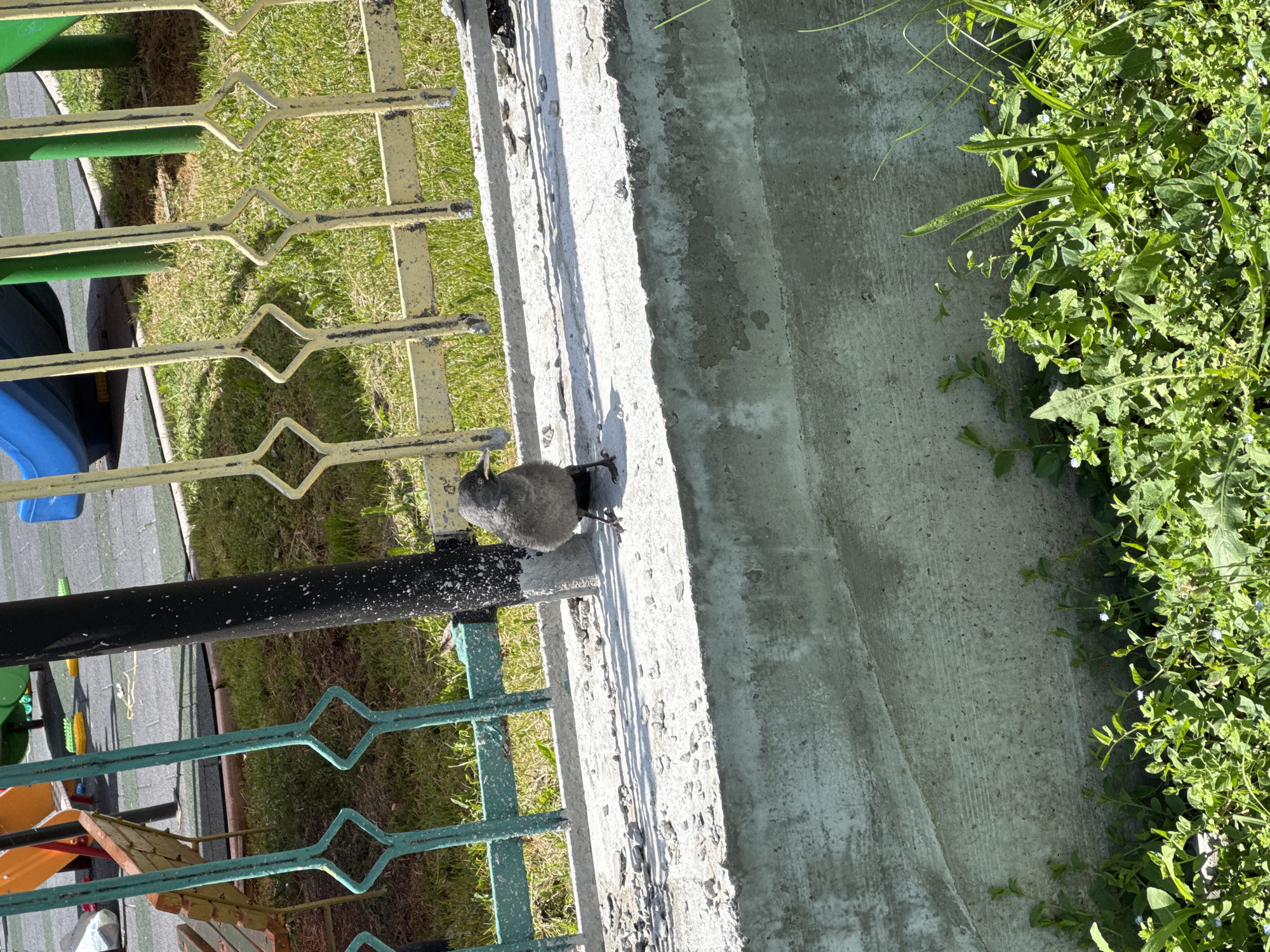 The image, presented as if rotated to an upright orientation, captures an outdoor scene under bright sunlight in Sofia, Bulgaria. A small, dark grey bird, appearing to be a juvenile jackdaw or crow, is perched on a weathered concrete ledge.
To the left of the concrete ledge, a metal fence with decorative diamond patterns acts as a boundary. The fence has sections painted in both yellow and teal, showing some signs of wear. Beyond this fence lies a green, grassy area, and further in the background, elements of a children's playground are visible, including a blue slide and other colorful structures on a soft, padded ground cover.
To the right of the concrete ledge, a concrete path or sidewalk extends, bordered by a dense growth of green vegetation, including various weeds and plants with small white or light blue flowers.
The scene is illuminated by strong sunlight, casting sharp shadows from the fence onto the grass and from the concrete ledge onto the path, indicating a clear, sunny day. No people are visible, and there is no discernible text in the image. The overall setting suggests a public park, a residential green space, or a community playground area.