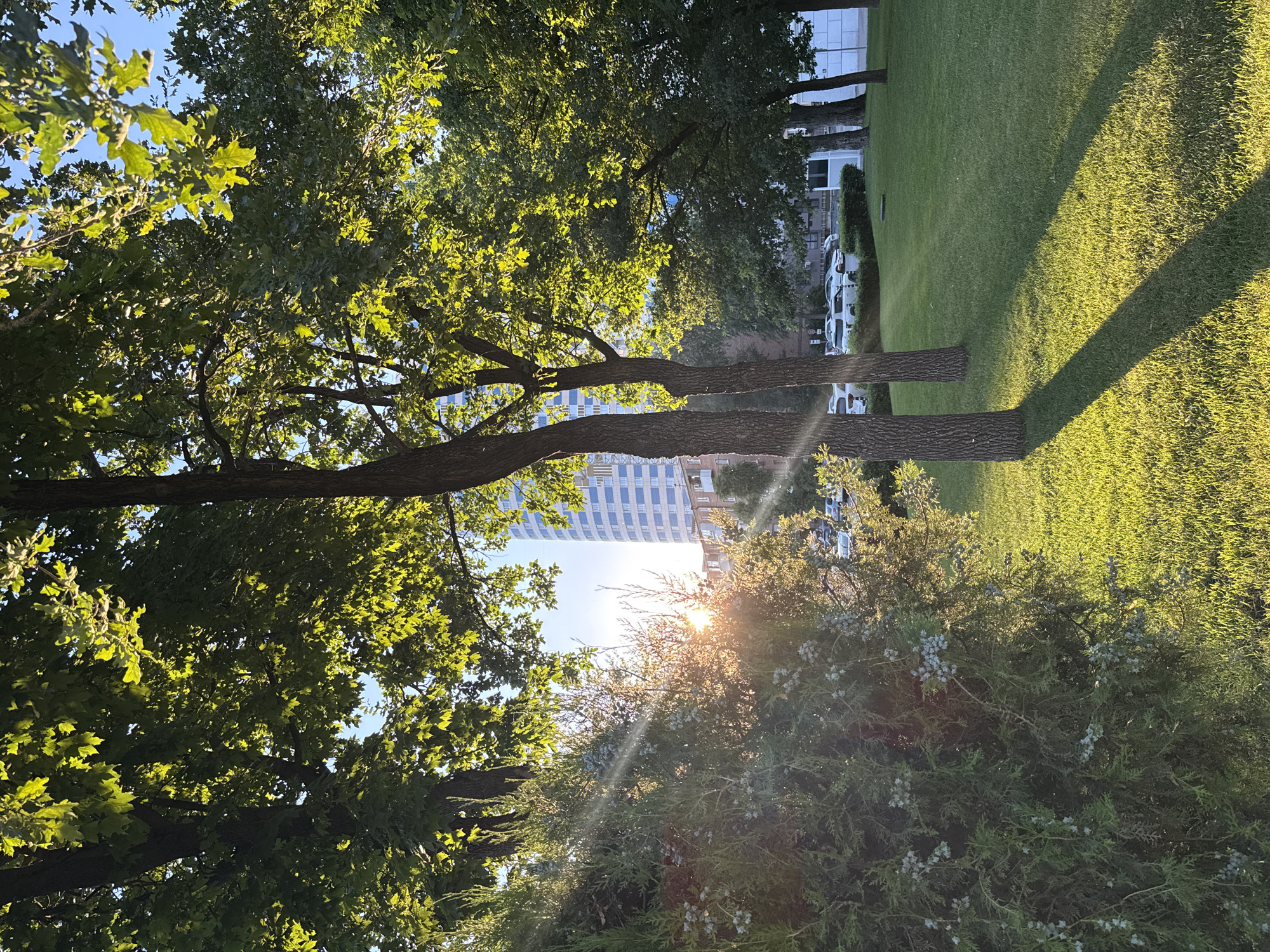 The image depicts a sun-drenched park area with lush green grass and mature trees. In the foreground, a large evergreen shrub with small blue berries is prominently featured on the left. Sunlight filters through the leaves of the trees, creating a dappled effect on the grass and casting long shadows. In the background, a modern, multi-story building with a distinctive facade, characterized by horizontal bands of light-colored panels and blue-tinted windows, stands tall against a clear blue sky. Several parked cars are visible in the middle ground, suggesting the presence of a street or parking lot adjacent to the park. The overall scene suggests a peaceful urban oasis bathed in the warm glow of the sun. This scene is likely located in the city of Rostov-on-Don, Russia, given its architectural style and the presence of urban parkland.