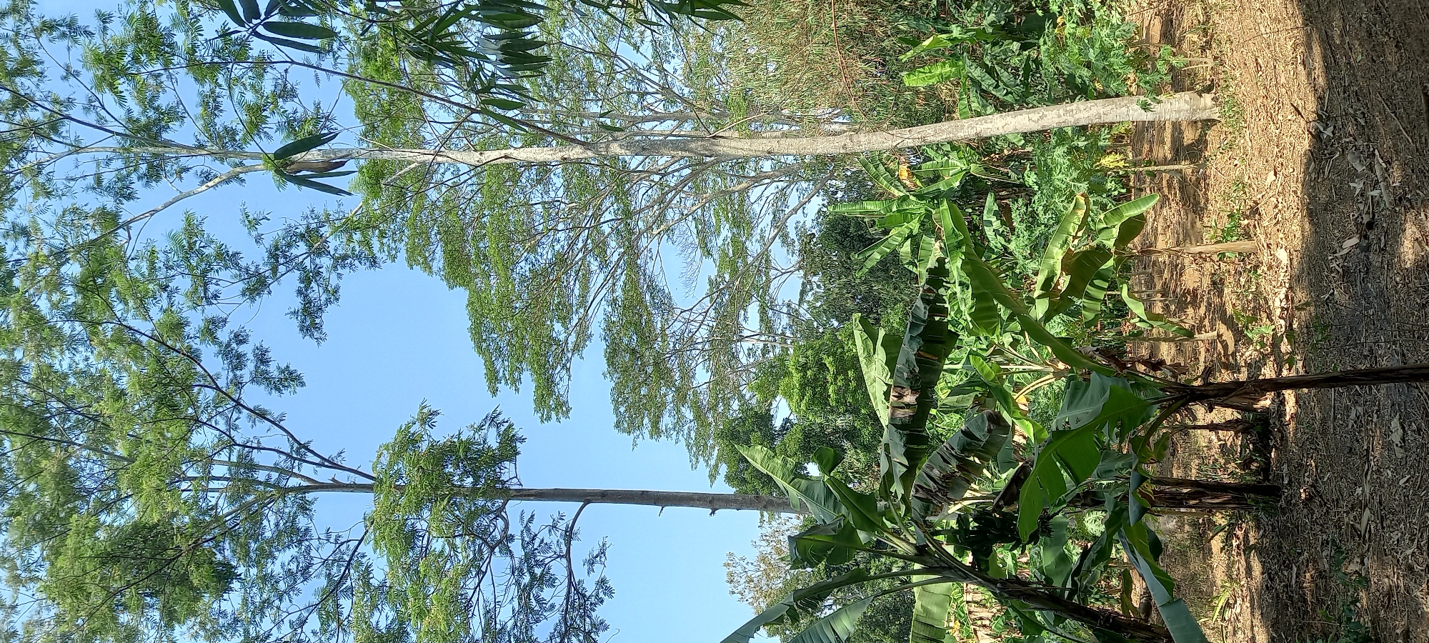 The image depicts a rural landscape in Sidamulya, Indonesia. The foreground is dominated by lush banana trees with large, broad leaves. The ground is covered with dry leaves and soil, suggesting a somewhat arid or dry season. Behind the banana trees, the terrain slopes gently upwards, dotted with more banana plants and smaller vegetation. In the midground, the scene transitions to a denser forest with a variety of trees, including tall, slender trees with light-colored bark and many smaller, leafy trees. The background features a clear blue sky with a few wispy clouds. The overall impression is one of a tropical, agricultural environment.