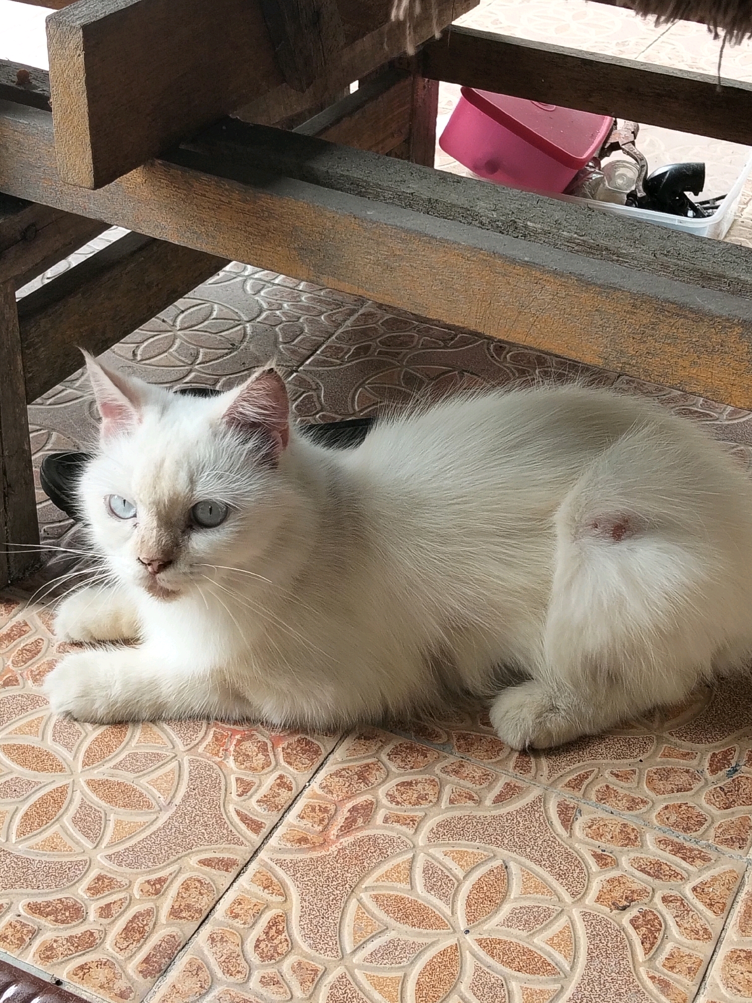 A fluffy white cat with striking blue eyes is lying on a patterned tiled floor, partially shaded by wooden structures overhead. The cat appears alert, with its ears perked and gaze directed slightly off-camera. A small, reddish abrasion is visible on its hindquarters, indicating a possible injury. In the background, out of focus, are some household items, including a pink plastic container and a clear plastic bin. The scene suggests an outdoor or semi-outdoor domestic setting, possibly a home or yard in Arang Limbung, Indonesia.