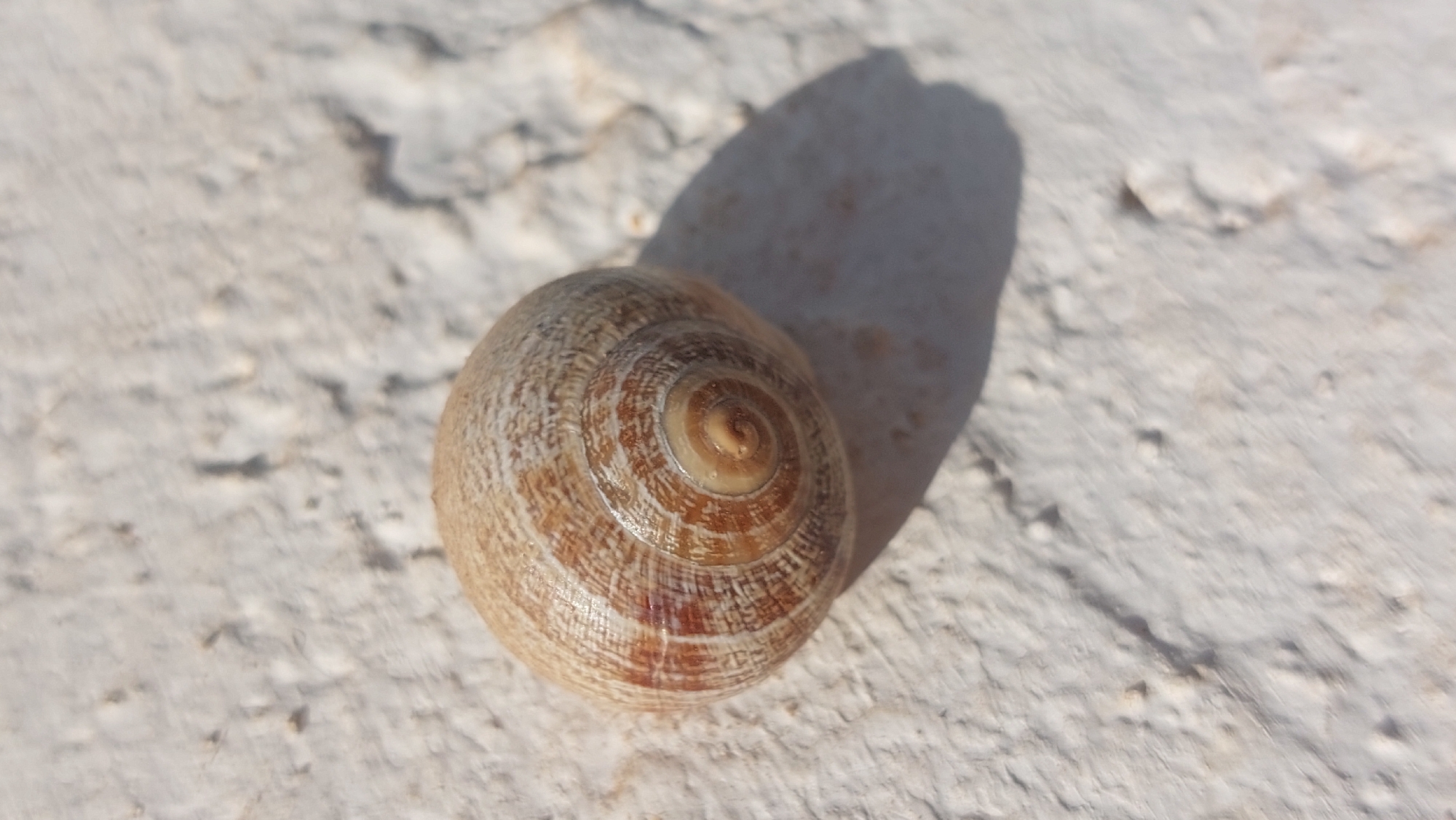 A snail shell rests on a rough, light-colored surface, likely stucco or concrete, with visible textures and small bumps. The shell, a spiral shape with shades of brown and beige, is illuminated by sunlight, casting a distinct shadow to its right. The background is out of focus, emphasizing the shell as the primary subject. There are no people or animals present. The image was taken outdoors, possibly in a courtyard or on a wall.