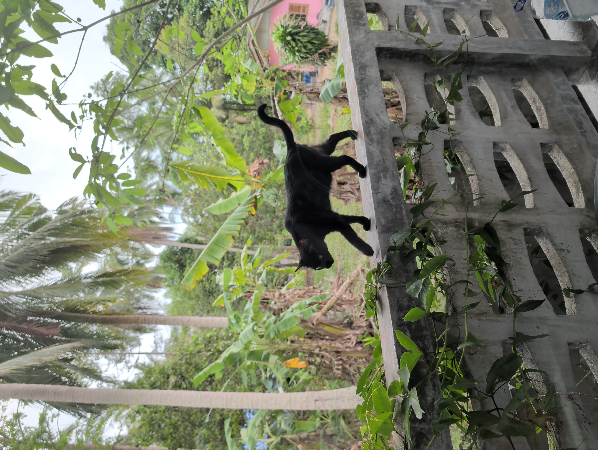 A black cat is climbing vertically on a weathered, gray concrete wall with oval-shaped cutouts. Vines with green leaves are growing up the wall. In the background, tropical vegetation, including banana trees and palm trees, is visible. A pink house with a brown window frame sits among the greenery. The sky is overcast. The scene is located in Ko Pha-ngan, Thailand.