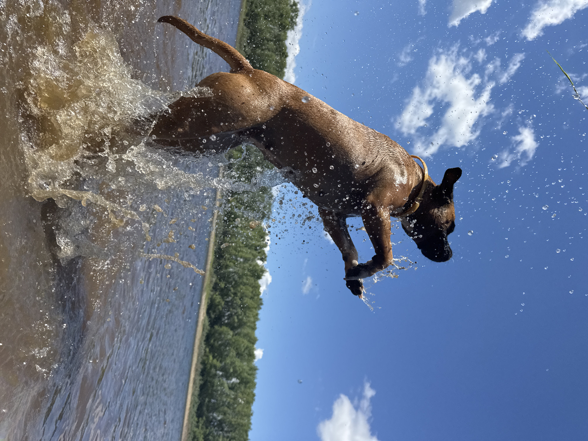 A brown dog, mid-leap with its hind legs submerged in water, creates a large splash in a body of water, likely a river. The dog is wearing a collar. The background shows a lush green tree line with a bright blue sky dotted with fluffy white clouds. There are also water droplets suspended in the air around the dog. This scene is likely occurring near the Kama River in Chaikovsky, Russia, given the geographical context.