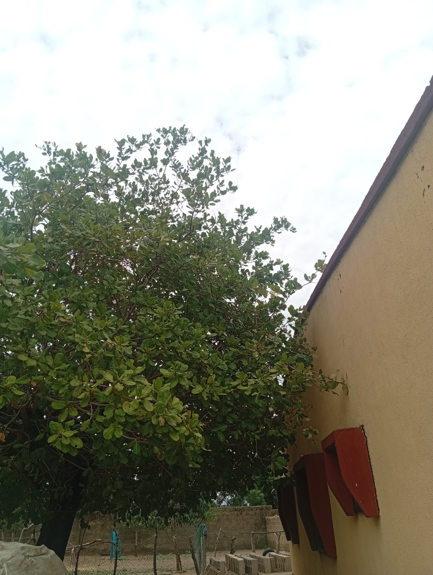 The image shows a tree with lush green leaves in the foreground, to the left. Adjacent to the tree, on the right side of the frame, is a portion of a building with a textured, light yellow facade and a red-brown roofline. Several red, angular structures are mounted on the wall of the building, possibly decorative elements or functional features like ventilation grilles. In the background, there is a brick wall and some fencing, suggesting a semi-urban or rural environment. The sky above is overcast with white clouds. This scene is located in Gulak, Nigeria.