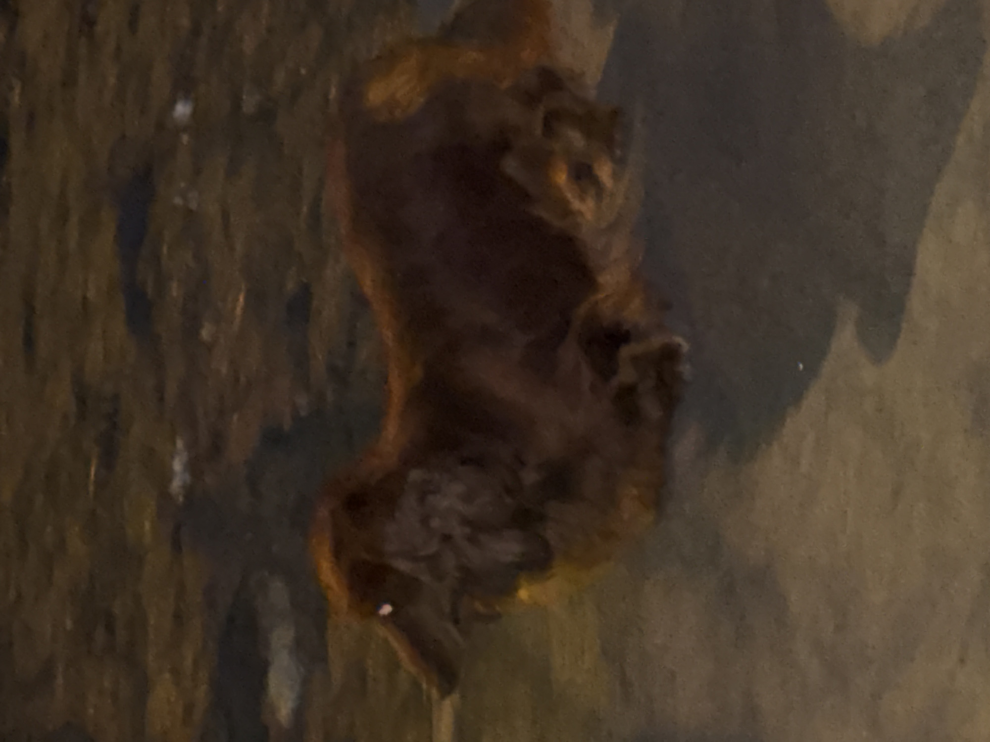 A blurry, poorly lit image shows a dead animal on a dark, possibly concrete, surface. The animal appears to be a rodent, potentially a squirrel or rat, lying on its back. Its fur is dark brown. No details suggest the location is Krasnoyarsk, Russia. No people, actions, or interactions are visible in the image.