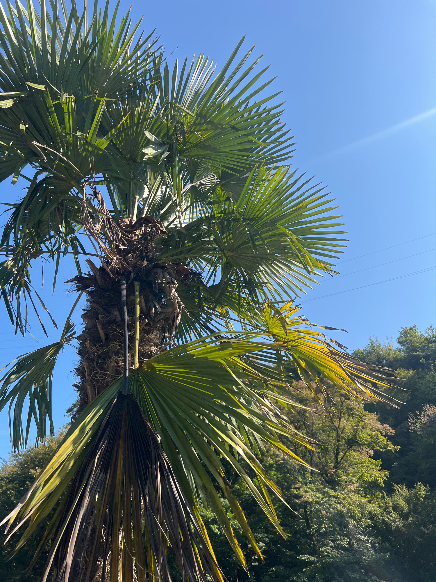 A close-up, low-angle shot captures a palm tree against a clear blue sky. The palm's fronds dominate the frame, with a mix of vibrant green and some browning, suggesting a natural state or possible environmental stress. The trunk is thick and textured, with fibers visible. In the background, a dense forest of green trees creates a natural backdrop. Faint power lines are visible stretching across the sky, hinting at the presence of infrastructure within the natural landscape. The sunlight casts shadows and highlights on the palm fronds, indicating a bright, sunny day. The scene appears to be located in New Athos, Abkhazia, characterized by its lush vegetation and proximity to both natural and developed areas.