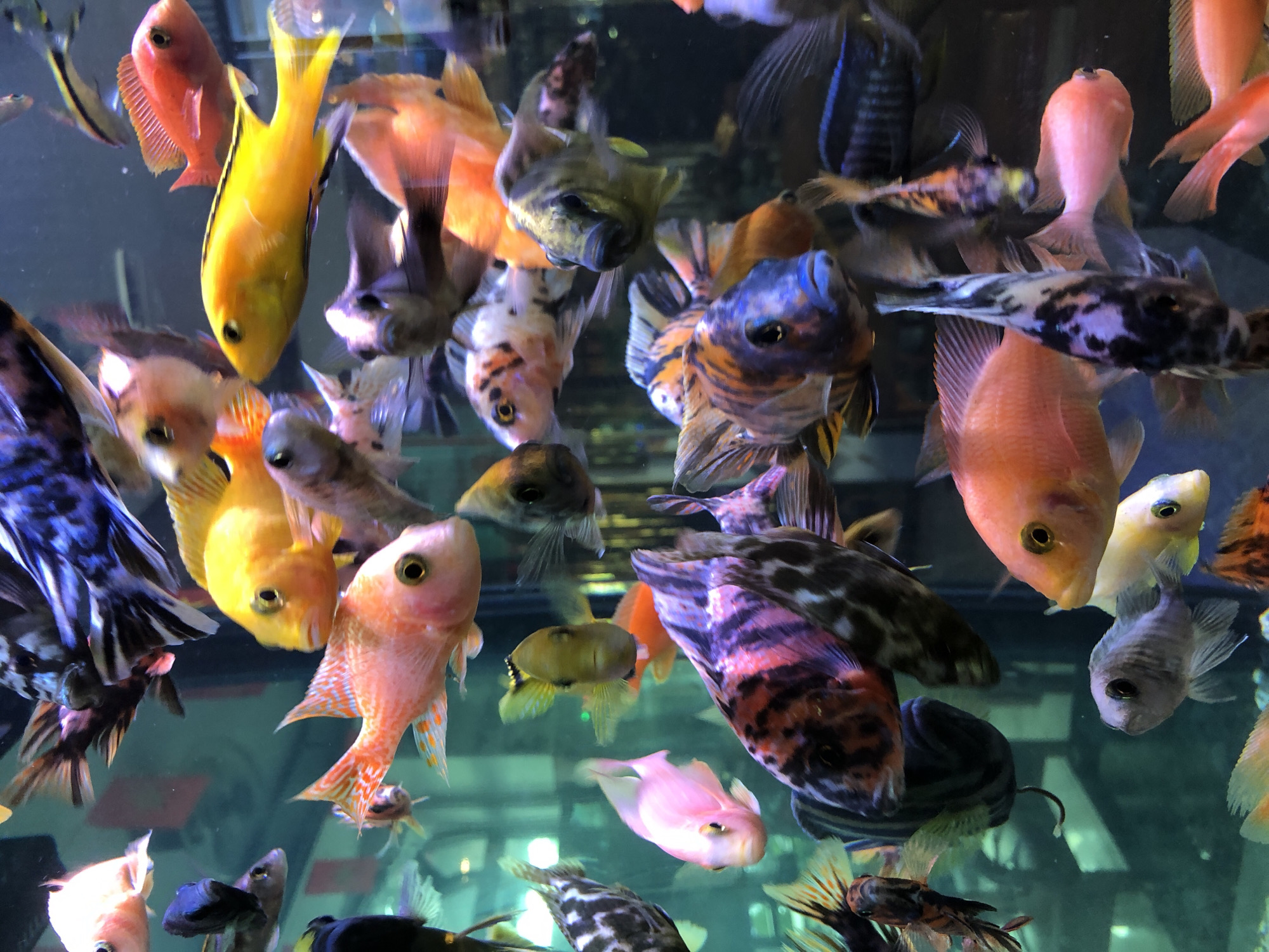 A diverse collection of colorful cichlid fish swim in a densely packed aquarium. The fish exhibit a variety of patterns and colors, including vibrant yellows, oranges, pinks, blues, and black and white markings. Some fish are close to the viewer, while others are further back, creating a layered effect. The background is a blurry greenish-blue, likely the water and glass of the aquarium.
The image does not provide any information about the location of Đà Nẵng, Vietnam.
