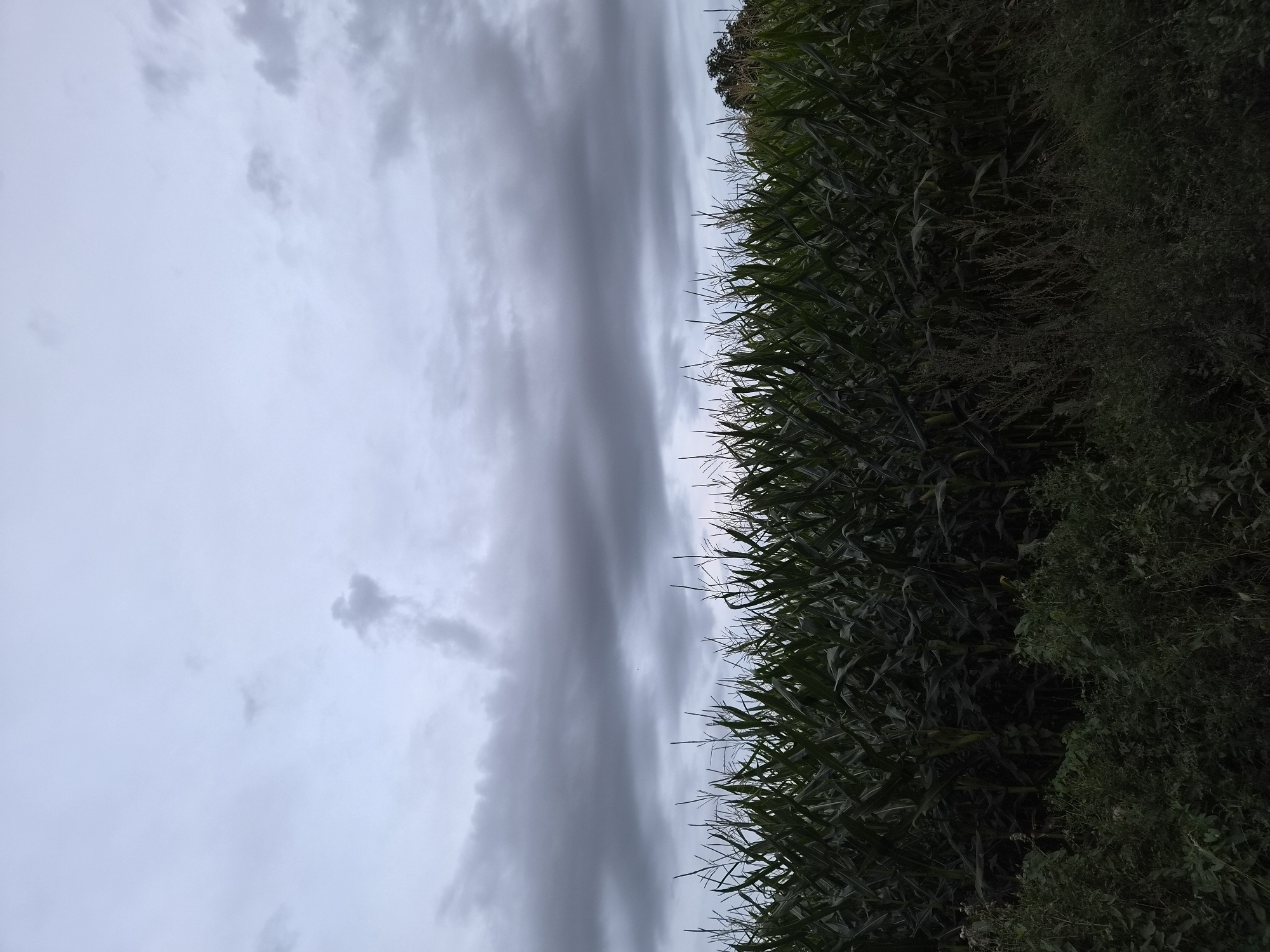 The image displays a vast cornfield under a cloudy sky. The corn stalks are tall and dense, forming a dark green wall that occupies the majority of the frame. In the foreground, there is a thick undergrowth of various wild plants and weeds, also in dark green hues. The sky above is overcast with heavy, gray clouds, suggesting an impending storm or dull weather. The lighting is dim, casting a somber mood over the scene. No people, animals, or man-made structures are visible in the image. The location is identified as Schiffdorf, Germany.