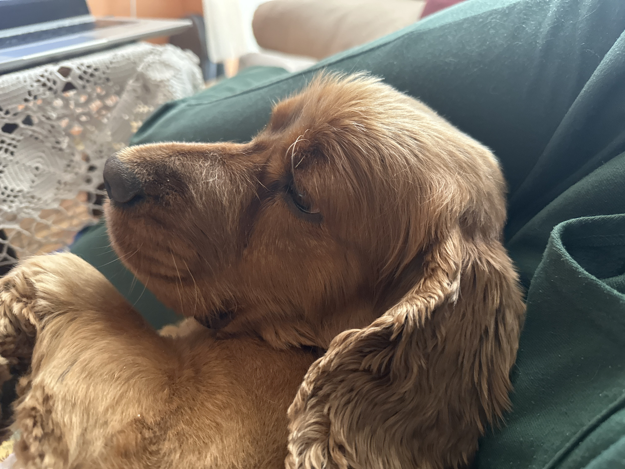 A close-up shot shows a brown Cocker Spaniel dog lying on a person's lap, presumably indoors. The person is wearing green clothing. The dog is resting its head, with its nose pointing upwards to the left. The background includes a laptop on a table covered with a white lace cloth. The location is not discernible from the image. The dog appears relaxed and comfortable. There are no visible actions or interactions other than the dog resting.