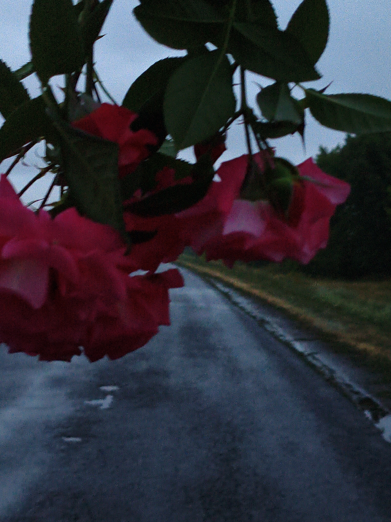 A close-up shot captures several vibrant pink roses with dark green leaves in the foreground. The roses are blurred, suggesting motion or a shallow depth of field. In the background, a wet asphalt road stretches diagonally into the distance, lined by a grassy verge and trees. The sky is overcast and gray, indicating a cloudy day or twilight. The scene appears to be located in Ustyvytsia, Ukraine, near a road, possibly after rainfall. No people or specific actions are depicted.