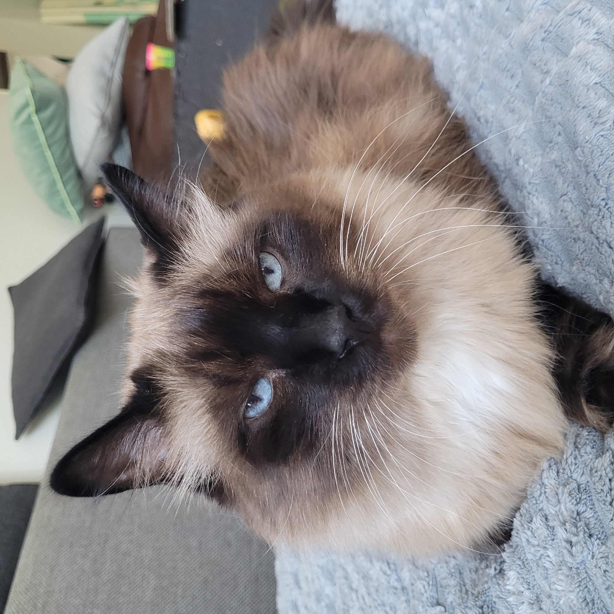 A medium shot captures a close-up of a Siamese cat with striking blue eyes, dark brown points on its ears, face, and tail, and lighter fur on its body. The cat is lying down on a soft, blue textured blanket, its gaze fixed directly at the camera. Its whiskers are long and white, fanning out from its muzzle. The background is blurred, showing hints of a living room with a gray couch, dark pillows, and stacked cushions, suggesting an indoor domestic setting. The image does not provide any information about the city of Jūrmala, Latvia.