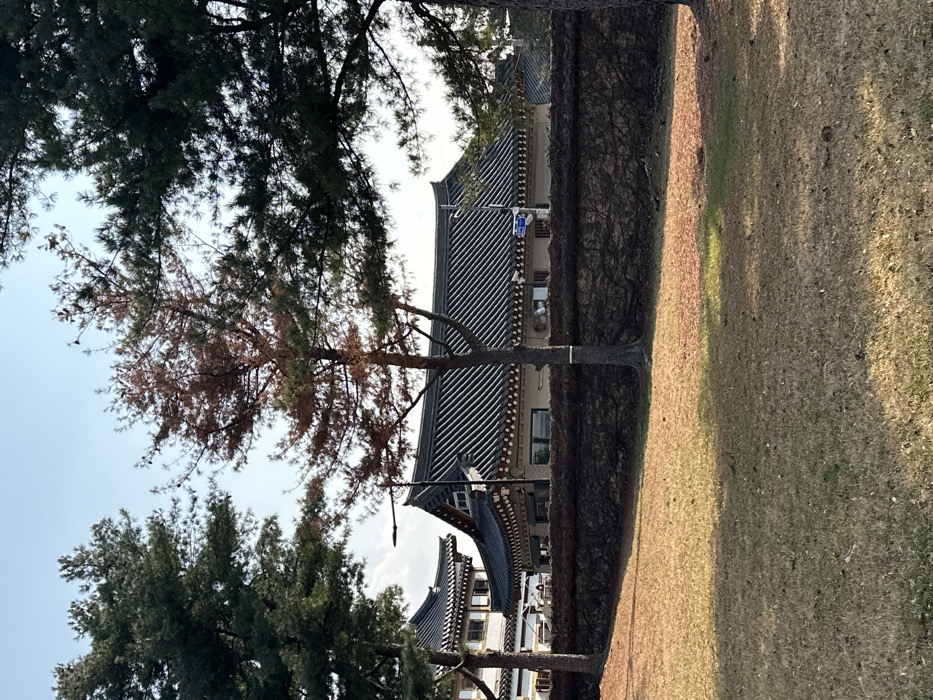 This image presents an outdoor scene in Gyeongju-si, South Korea, depicting traditional Korean architecture (Hanok) behind a wall and an expanse of grass, framed by pine trees. The foreground consists of a dry, yellowish-brown grass lawn with sparse debris and sunlit areas. A horizontal stone wall, extensively covered with bare, dark vines, forms the midground boundary. Behind the wall, three pine trees are visible: a healthy green specimen on the left, a central tree with reddish-brown needles, and a portion of another green pine on the far right.
Two traditional Korean buildings with dark, curvilinear tiled roofs are situated behind the wall and trees. The prominent central building is a single-story structure featuring a light-colored facade, several rectangular windows, and decorative white circular patterns along its eaves. An external air conditioning unit is mounted on its wall. To the left, a taller, multi-tiered Hanok building with similar roofing and white walls is partially visible. A black street light pole, bearing a small white rectangular street sign with Korean text, is positioned between the central pine tree and the main building. The background is a clear, light blue sky. No individuals are present. The overall setting is consistent with the traditional architectural preservation areas of Gyeongju, such as Hwanglidan-gil or similar districts near historical sites.