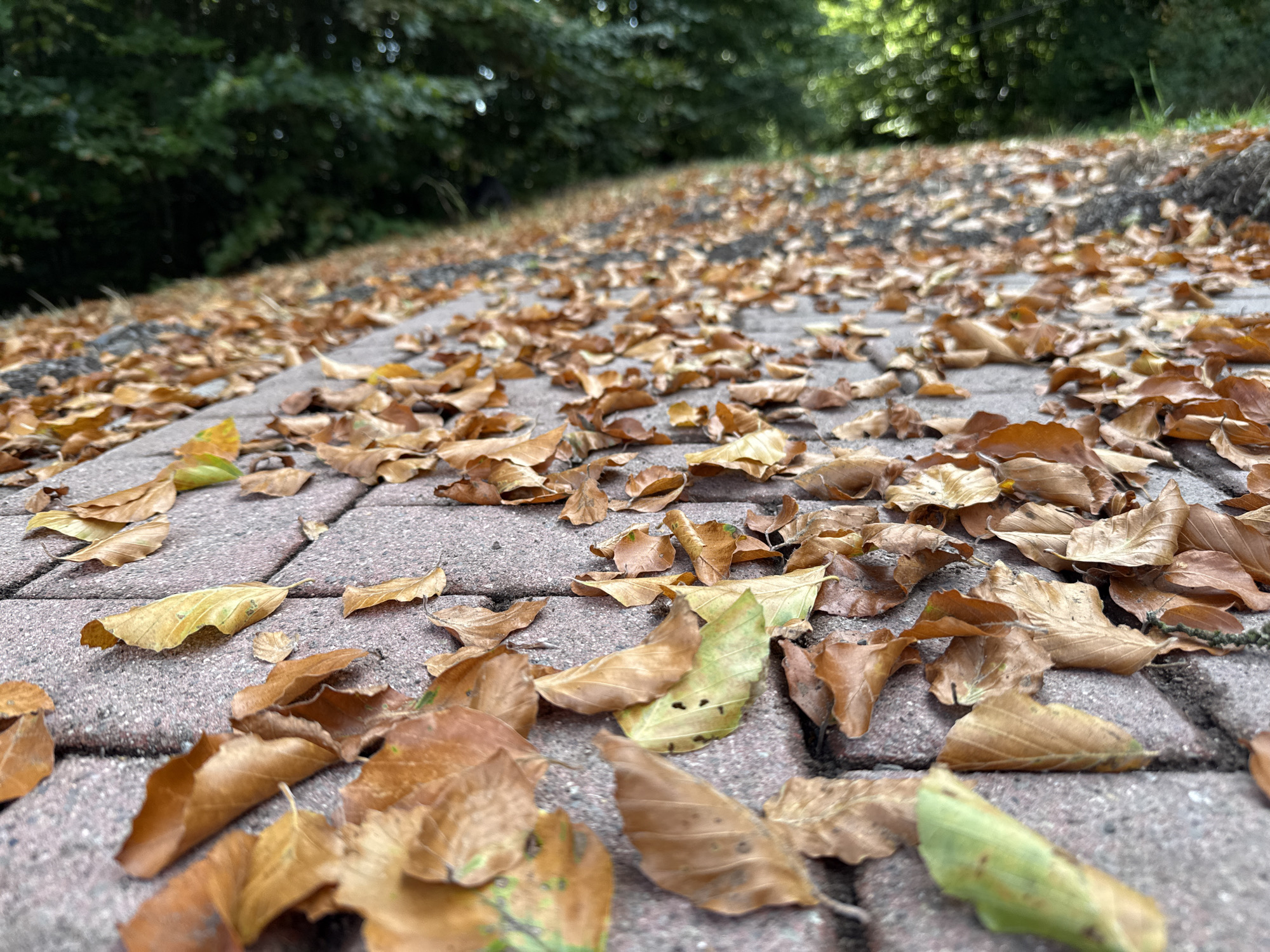 The image depicts a low-angle view of a brick pathway covered with fallen autumn leaves. The pathway is paved with rectangular, reddish-brown bricks. The leaves are predominantly in shades of brown and yellow, with some scattered green leaves, indicating the transition from late summer to autumn. The pathway recedes into the background, where it is bordered by lush green trees and foliage, suggesting an outdoor setting within a park or natural area. The lighting suggests it is daytime, possibly overcast, as there are no strong shadows. The scene is devoid of any people or animals. The location is identified as Bad Sachsa, Germany.
