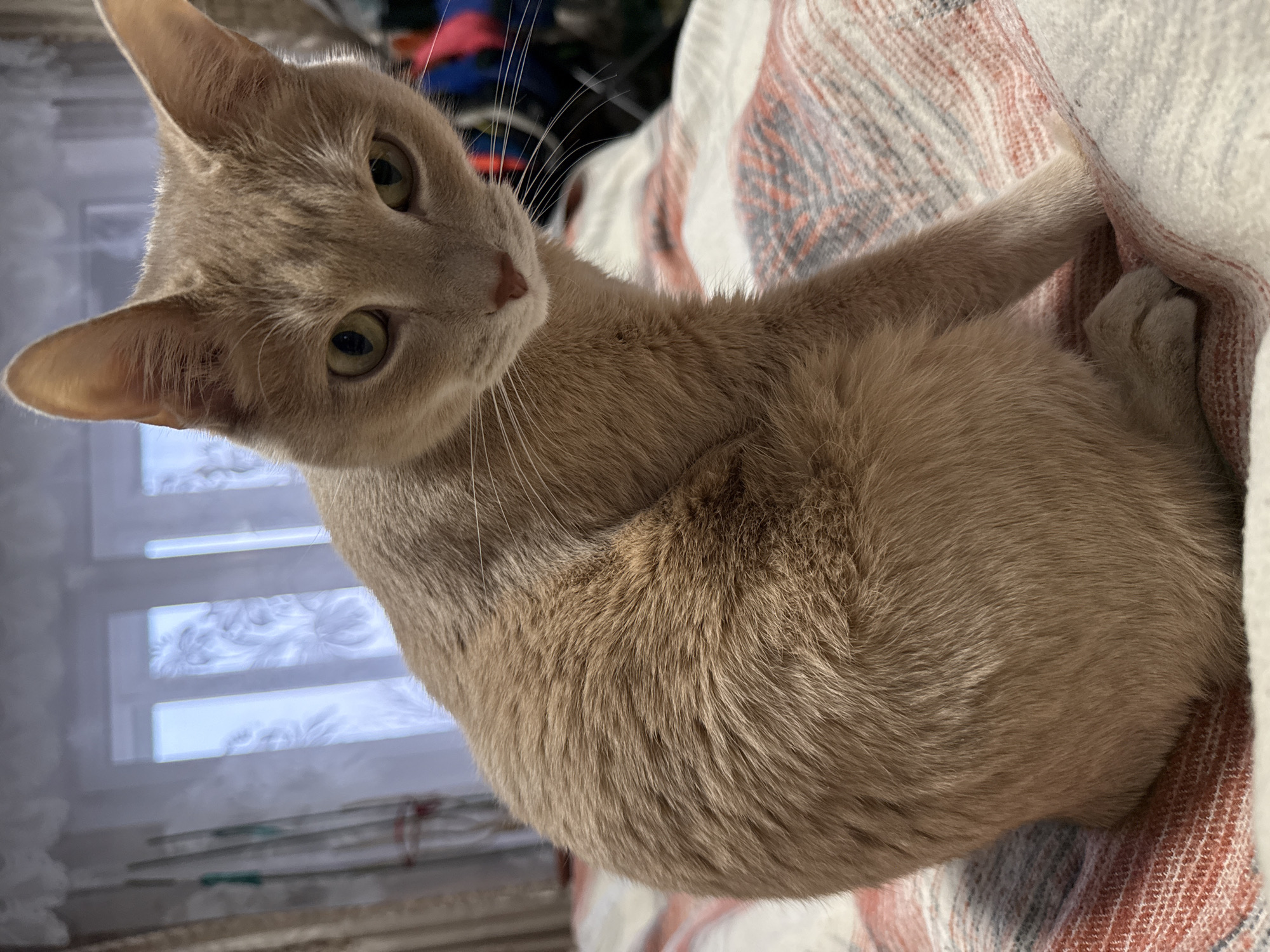 A fawn-colored cat with green eyes sits on a blanket with a red, gray, and white pattern. The cat is turned towards the left of the frame, looking up. Behind the cat, through a window, are horizontal bars. The scene is indoors. There is no evidence this image was taken in Chaikovsky, Russia. There are no people visible in this image.