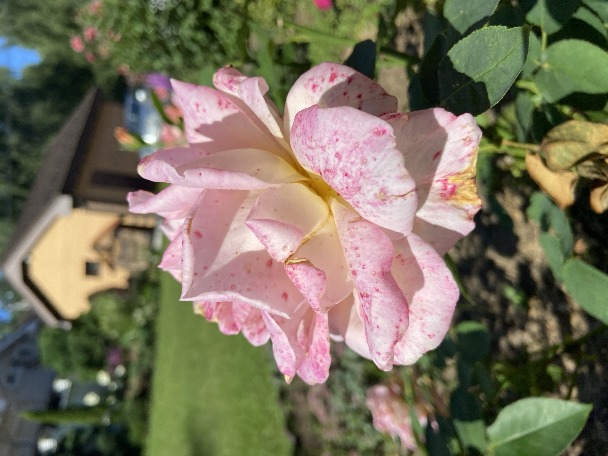 A close-up, eye-level, outdoor shot focuses on a delicate pink rose with yellow undertones and red speckles. The rose is in full bloom and positioned in the lower right quadrant of the frame, with its petals unfurling towards the viewer. The background is softly blurred, revealing a green lawn, a yellow house with a brown roof, and other greenery, suggesting a residential garden setting. The lighting indicates a bright, sunny day. The location is identified as Зимородок Днп, Russia.