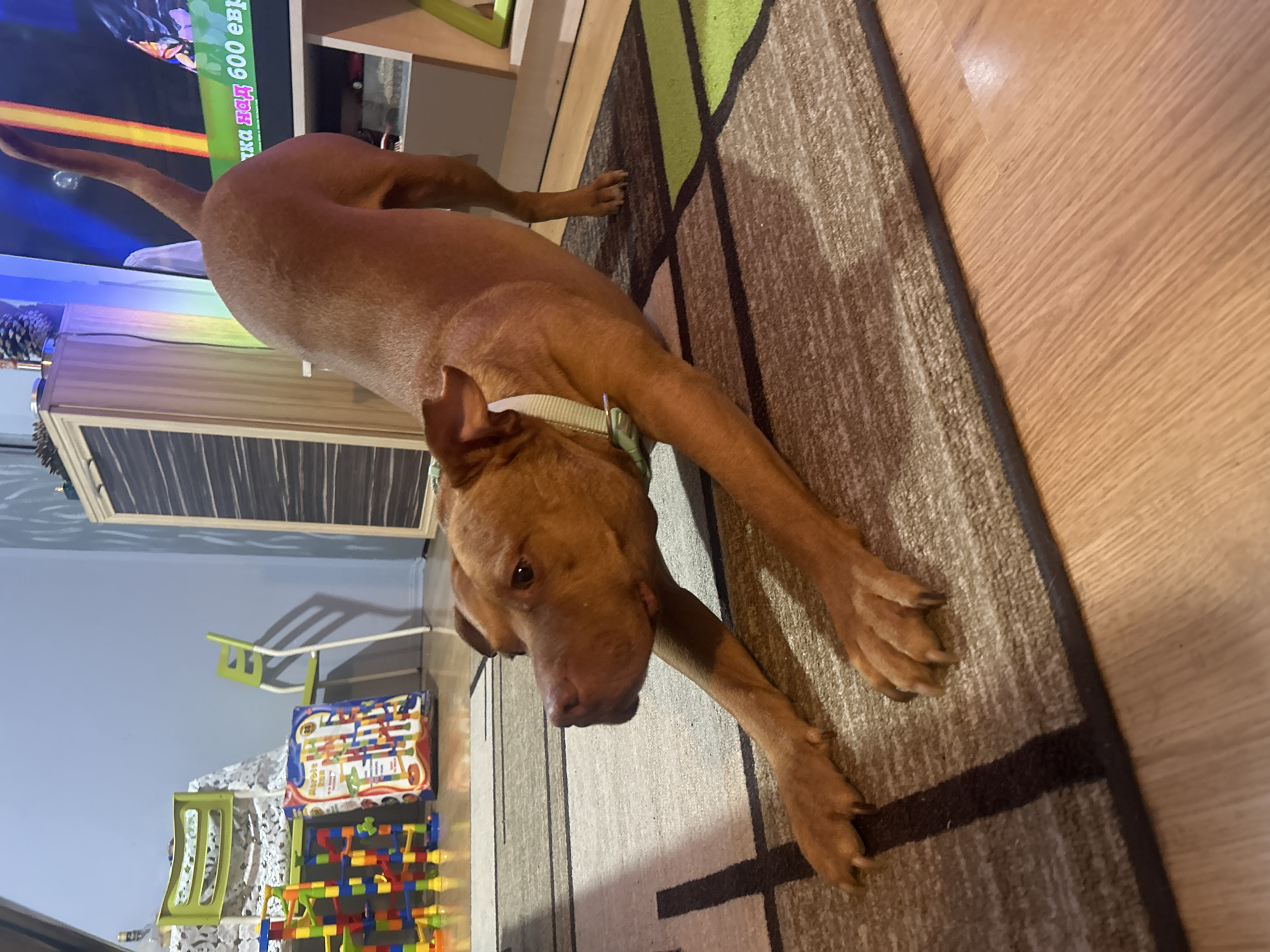 A brown dog is stretching on a brown, beige, and green patterned rug indoors. The dog is wearing a light green collar. A light wood floor is visible to the right of the rug. In the background, there is a light blue wall, a wooden cabinet, a TV showing a brightly colored scene, and a collection of children's toys. The location is Unknown, Unknown.