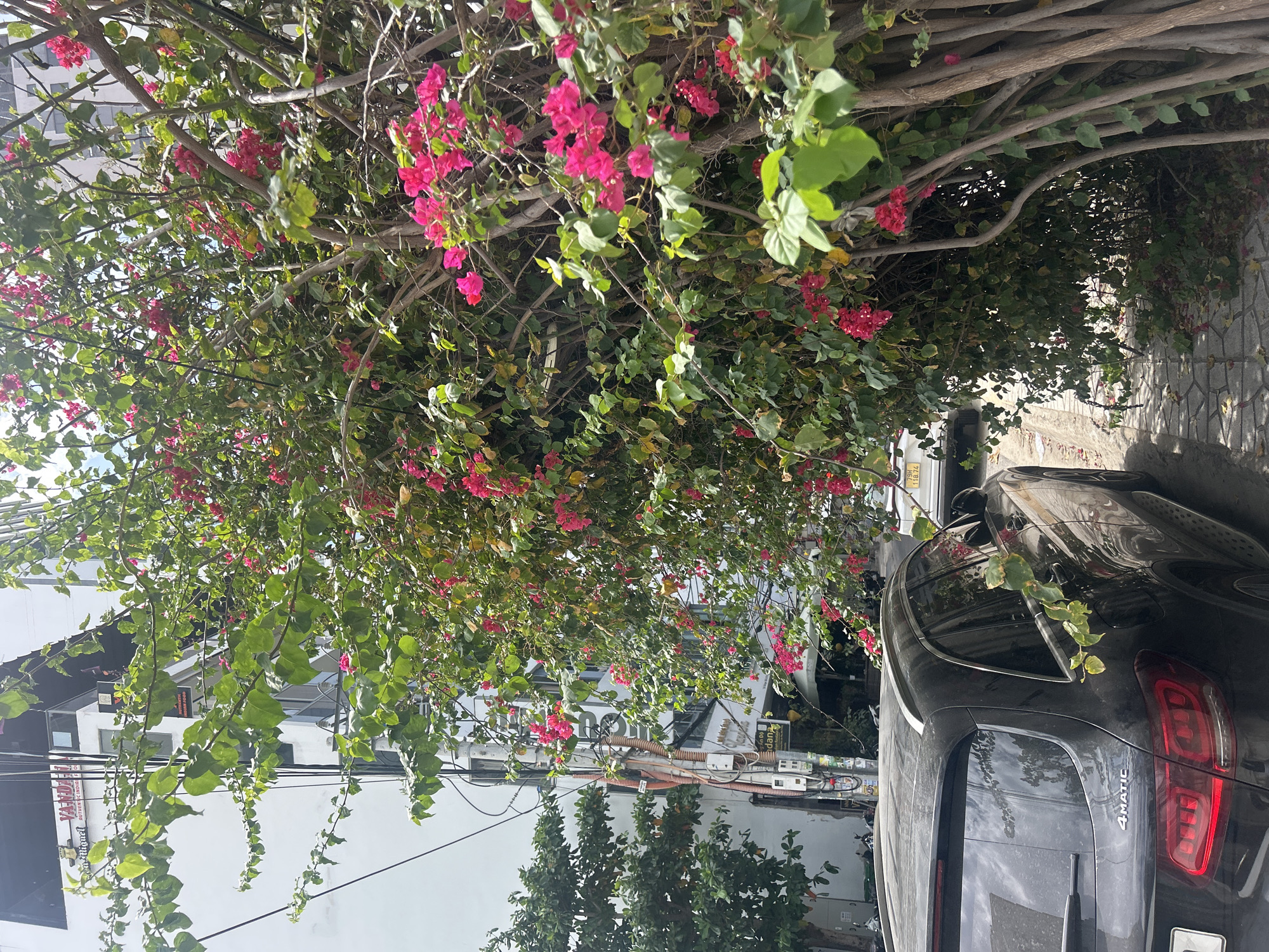 This media file captures a vibrant street scene, likely in an urban area, dominated by a large, lush bougainvillea bush or tree with numerous bright pink flowers. The bush's branches and foliage form a dense canopy overhead, casting dappled light.
Beneath this natural archway, a black car is parked, visible on the right side of the frame. It appears to be a Mercedes-Benz GLA 4MATIC, with the "4MATIC" badge clearly visible on its rear. Reflections of the surrounding environment are visible on the car's dark, glossy surface.
In the background, behind the bougainvillea and the car, several buildings can be seen, suggesting a commercial or residential street. These buildings are predominantly light-colored, with some dark sections, and feature various signs in Vietnamese text. Among the discernible text on signs are "KARIM'S," "KEM HỒNG KÔNG" (Hong Kong Ice Cream), and "Quán Bia" (Beer restaurant/shop), along with partial words like "ANH...". Overhead, numerous electrical wires and cables crisscross, a common sight in urban Vietnamese landscapes. A yellow Vietnamese license plate is partially visible above the car's roof, showing "79H 118.74," which confirms the location as Khánh Hòa province, consistent with Nha Trang Ward.
The scene is illuminated by bright daylight, indicating clear weather. The overall impression is one of a lively, sun-drenched street in Vietnam, where natural beauty coexists with urban infrastructure. There are no people visible, and no specific activity is taking place; the scene is static.