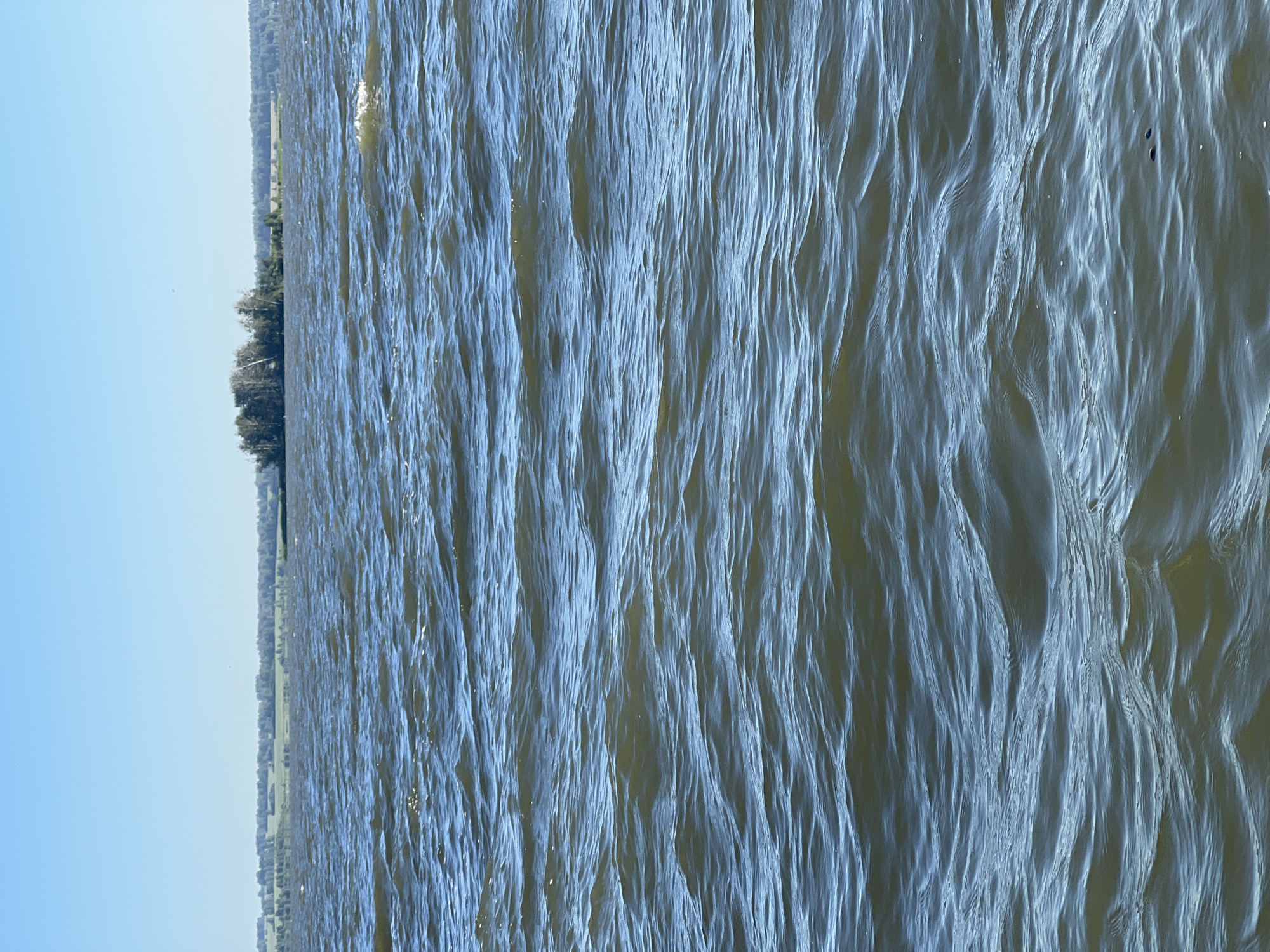 The image shows a body of water, likely a lake or large river, with choppy waves under a clear blue sky. In the distance, a treed island or peninsula is visible, with a tree line and agricultural fields forming the horizon. The location is identified as Novopichugovo, Russia. There are no people or animals present in the image. The water appears a murky blue-green color, reflecting the sky and surrounding landscape.