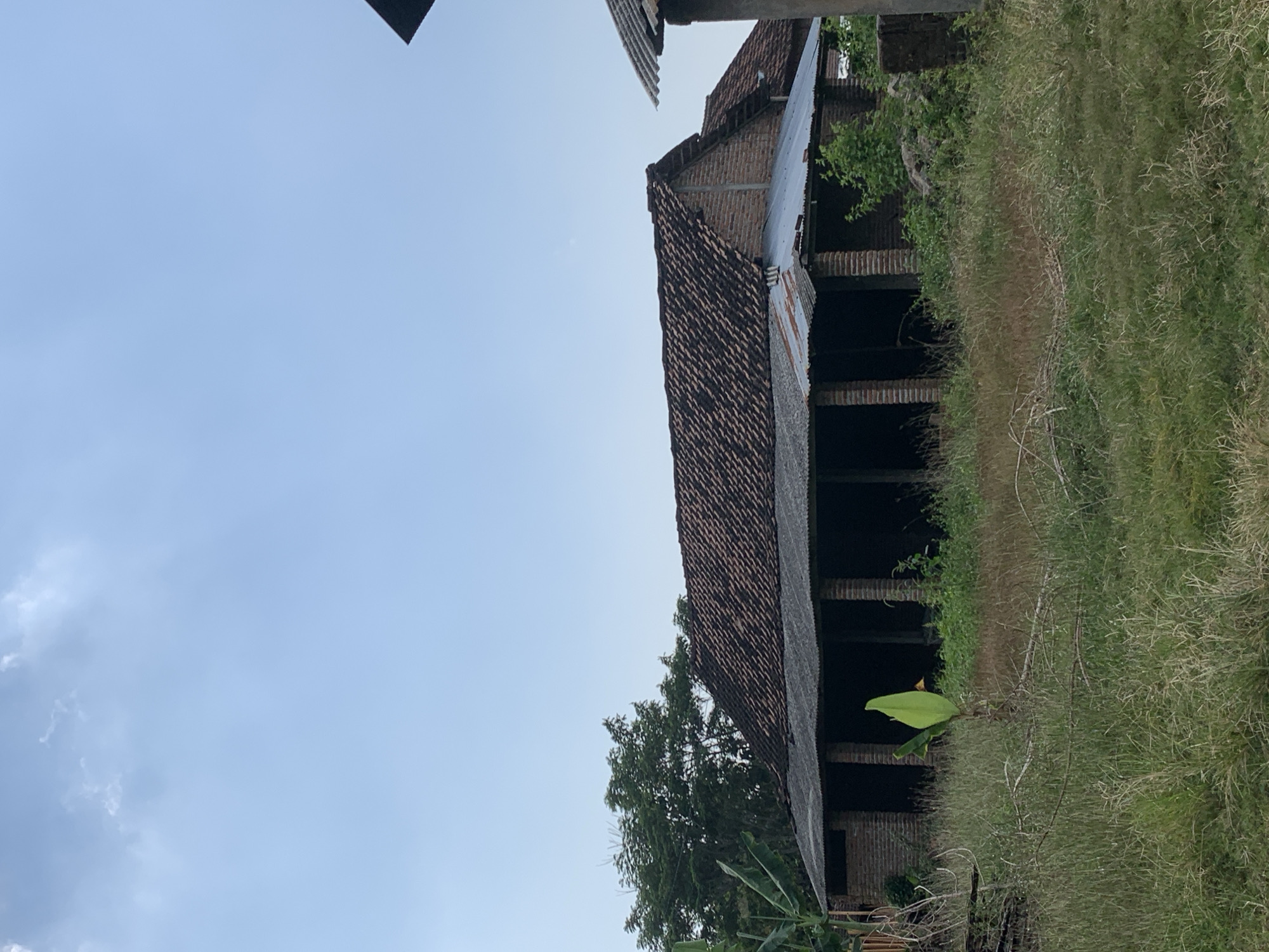 An outdoor vertical shot captures a rustic, unfinished brick building with a tiled roof under a pale blue, partly cloudy sky. The structure features a covered open-air porch supported by brick columns. The building appears weathered, with a corrugated metal roof beneath the tiles and sections of unfinished brickwork. The foreground is filled with overgrown, dry grass and scattered branches, suggesting an undeveloped or abandoned area. To the left, a lush green tree with dense foliage stands tall, and a single, vibrant green banana leaf emerges from the tall grass in front of the building. The overall scene conveys a sense of rural simplicity and neglect, located in or near the village of Gulun, Indonesia.