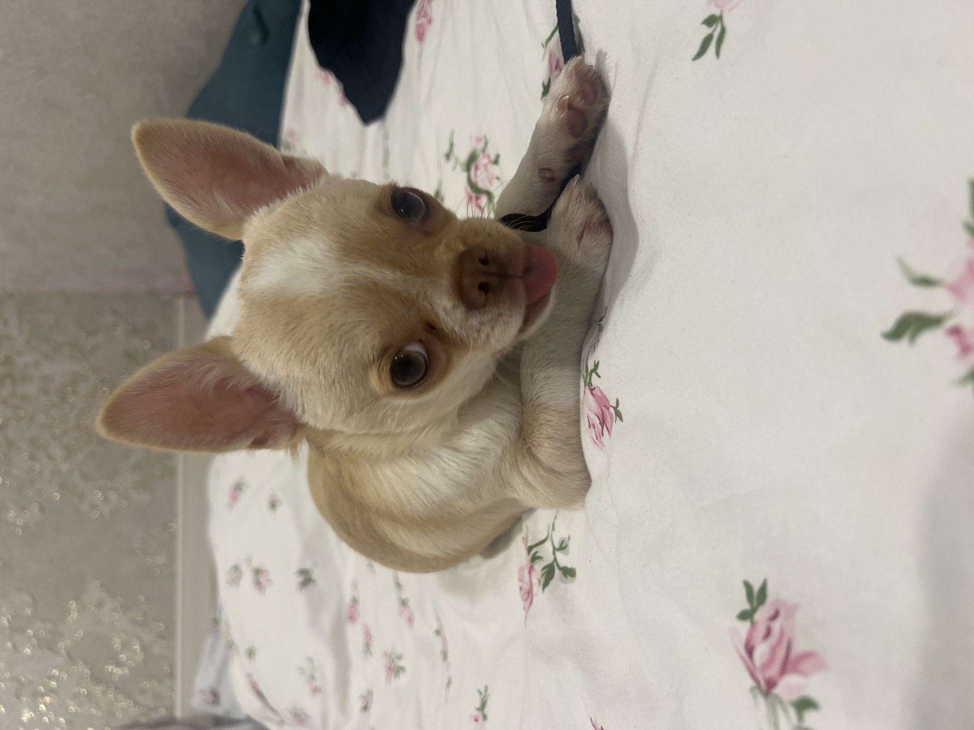 A small, light-brown Chihuahua dog with large ears and big, dark eyes lies on a white bedspread with a floral pattern of pink roses. The dog's tongue is slightly sticking out. The background shows a textured wallpapered wall and a dark blue pillow. There is no indication of the city of Kudymkar, Russia, or any other specific location information present in the image.