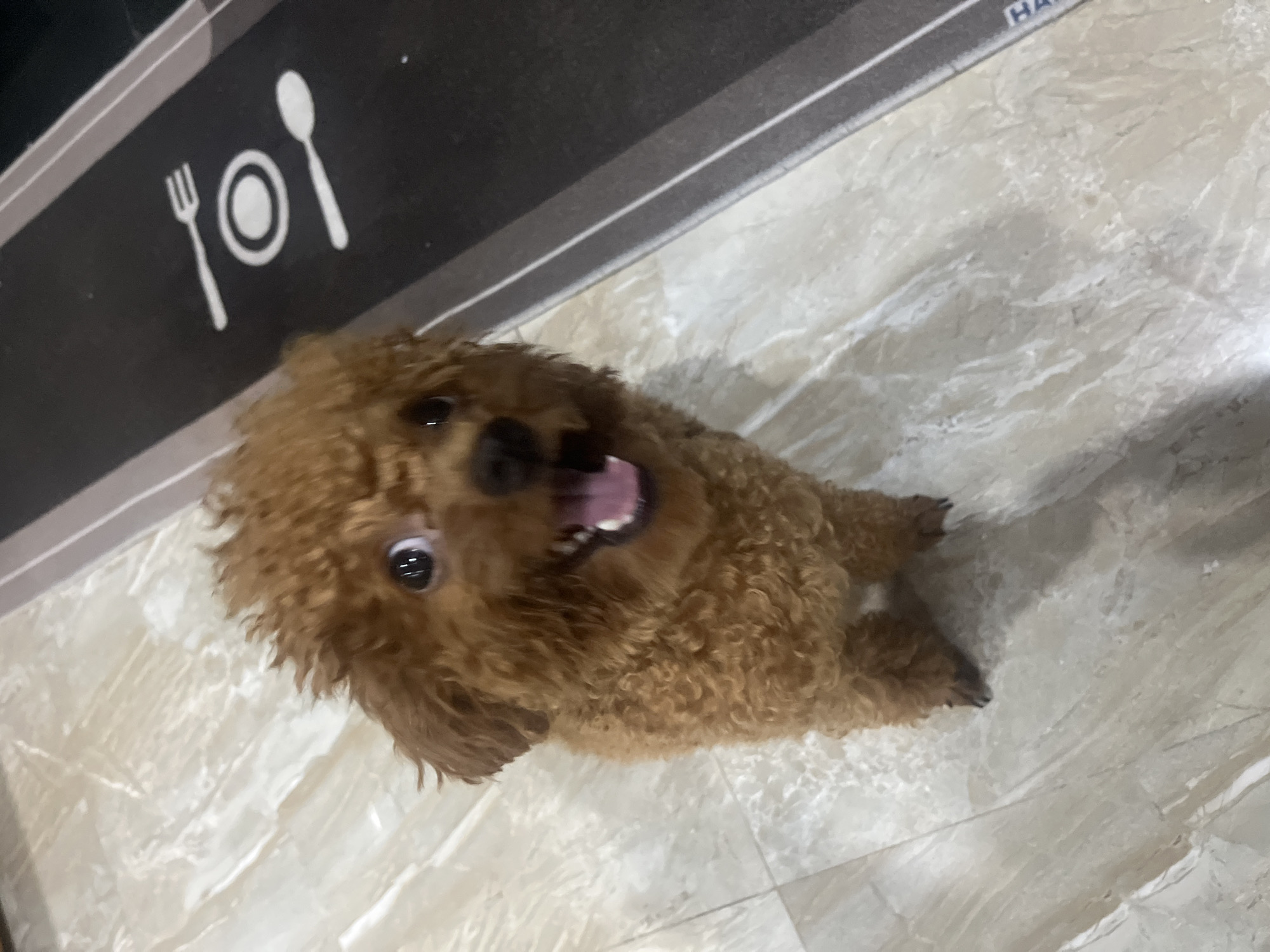 A medium-sized, brown poodle is lying on a light-colored tiled floor. The dog is looking up towards the camera with its mouth open, showing its tongue and teeth. The dog is positioned near a dark gray surface with a white fork, plate, and spoon design. The location is Bac Nha Trang Ward, Vietnam.
