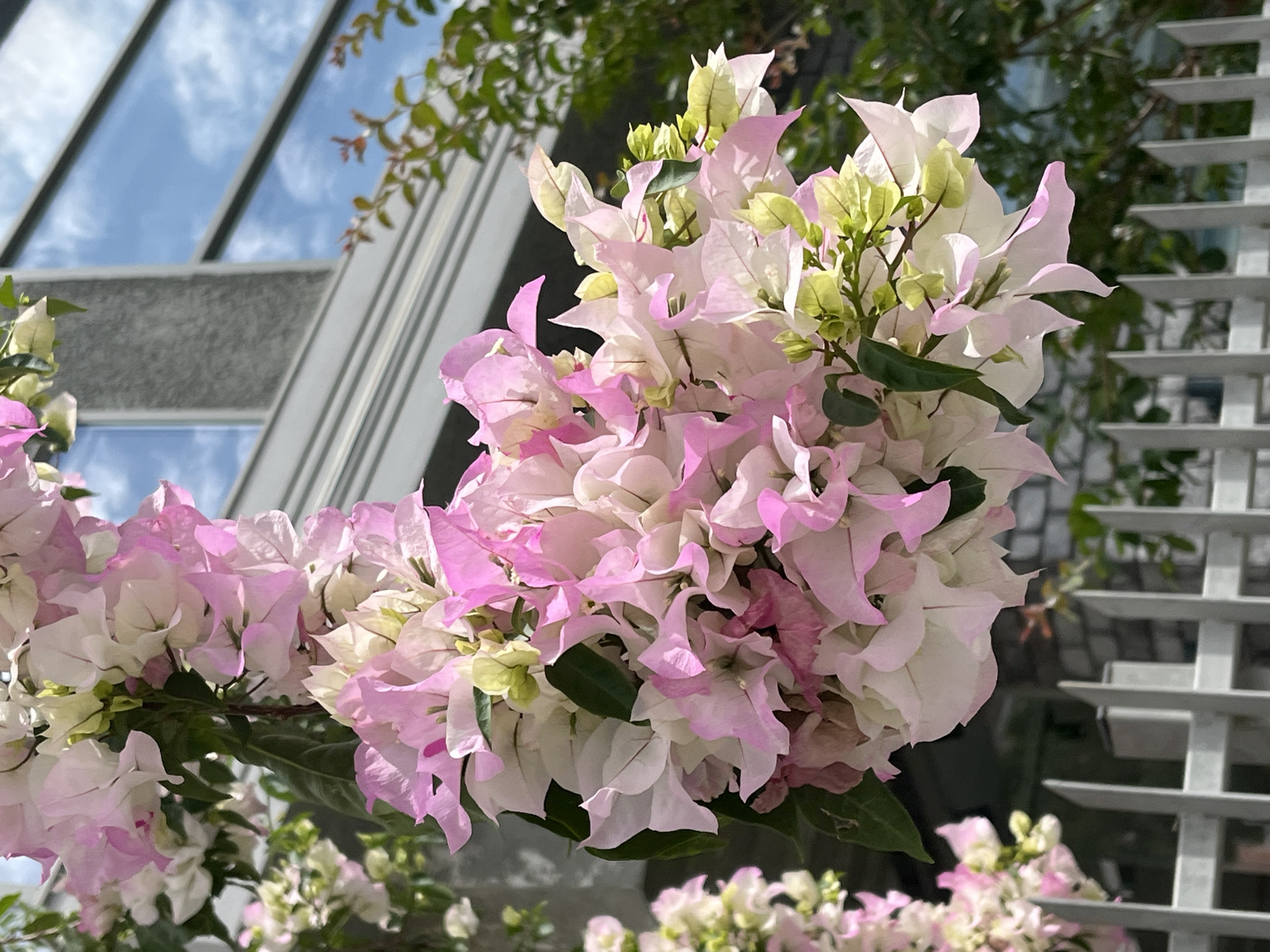 The image depicts a close-up of a bougainvillea bush with pink and white bracts in full bloom. Behind the flowers, a portion of a modern building is visible with glass windows reflecting the sky. A metal grid structure is also partially visible near the flowers. The location is likely Alanya, Turkey, based on the prevalence of bougainvillea in the region.