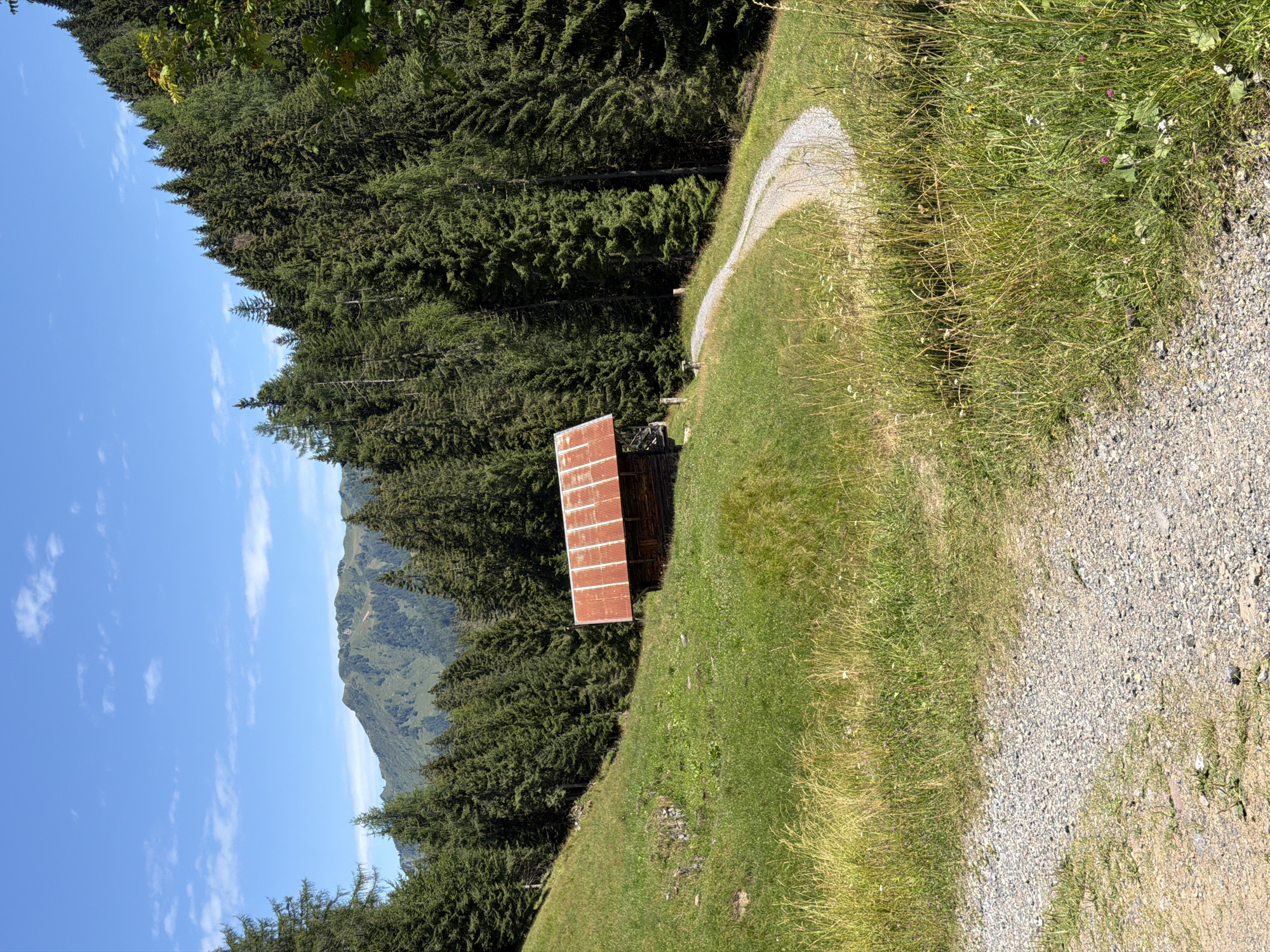 The image depicts a scenic view of a mountain landscape, likely in the vicinity of Sauris/Zahre, Italy, given the context of its origin. In the mid-ground, a rustic wooden cabin with a corrugated metal roof is nestled on a grassy slope. A gravel road curves away from the cabin, winding through the green terrain. The background is dominated by a dense forest of coniferous trees that ascend a steep mountainside. Beyond the trees, a majestic mountain range rises under a clear blue sky dotted with a few wispy white clouds. The foreground features a gravel path and tall, dry grasses, suggesting a natural, possibly rural or alpine setting. There are no people visible in the image.