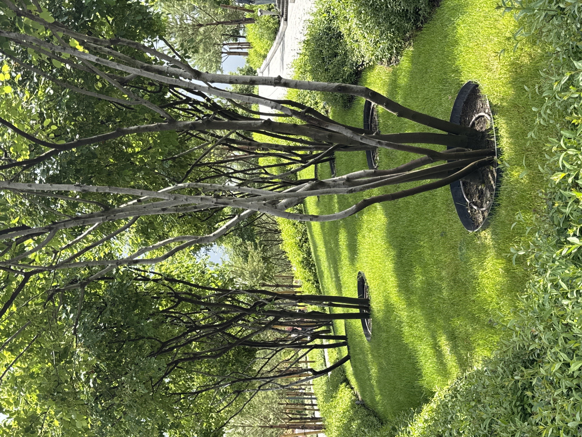 A tranquil landscaped area with a row of trees planted in a verdant lawn, likely in a park. Each tree is individually planted with a black ring around the base. Lush shrubs border the lawn. A concrete walkway stretches into the background. The location is Krasnodar, Russia.