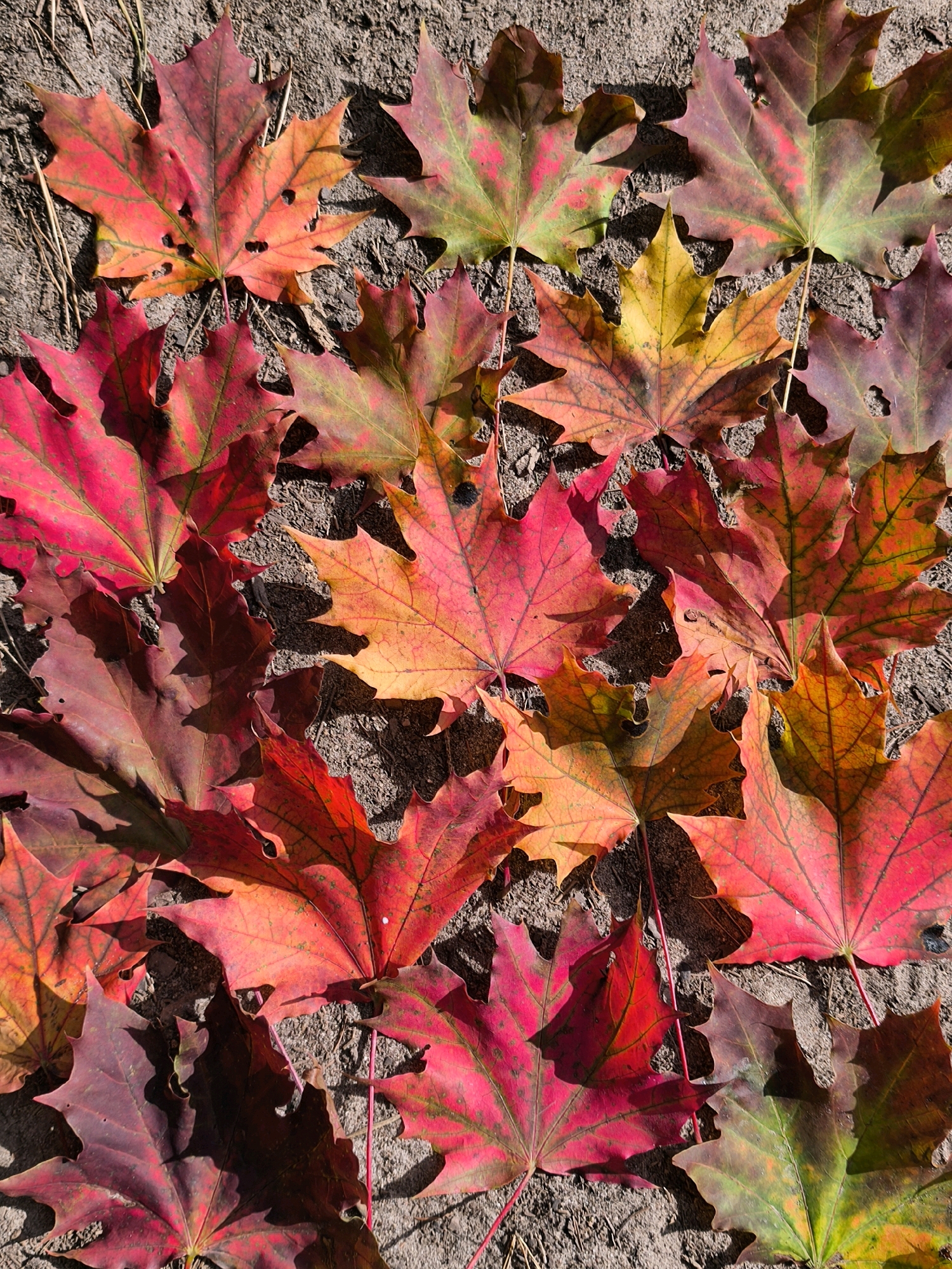 The image is a top-down, medium shot of a collection of fallen maple leaves scattered on a dirt surface. The leaves exhibit a variety of fall colors, including shades of red, orange, yellow, and green. Some leaves have holes or appear to be slightly damaged. The ground beneath the leaves is composed of dark soil with some visible organic debris, possibly dry grass or twigs. The lighting suggests it is daytime, with shadows cast by the leaves. There are no people or animals present in the image. The scene appears to be outdoors. There is no information in the image that allows for the identification of a specific location within Mahilyow, Belarus.