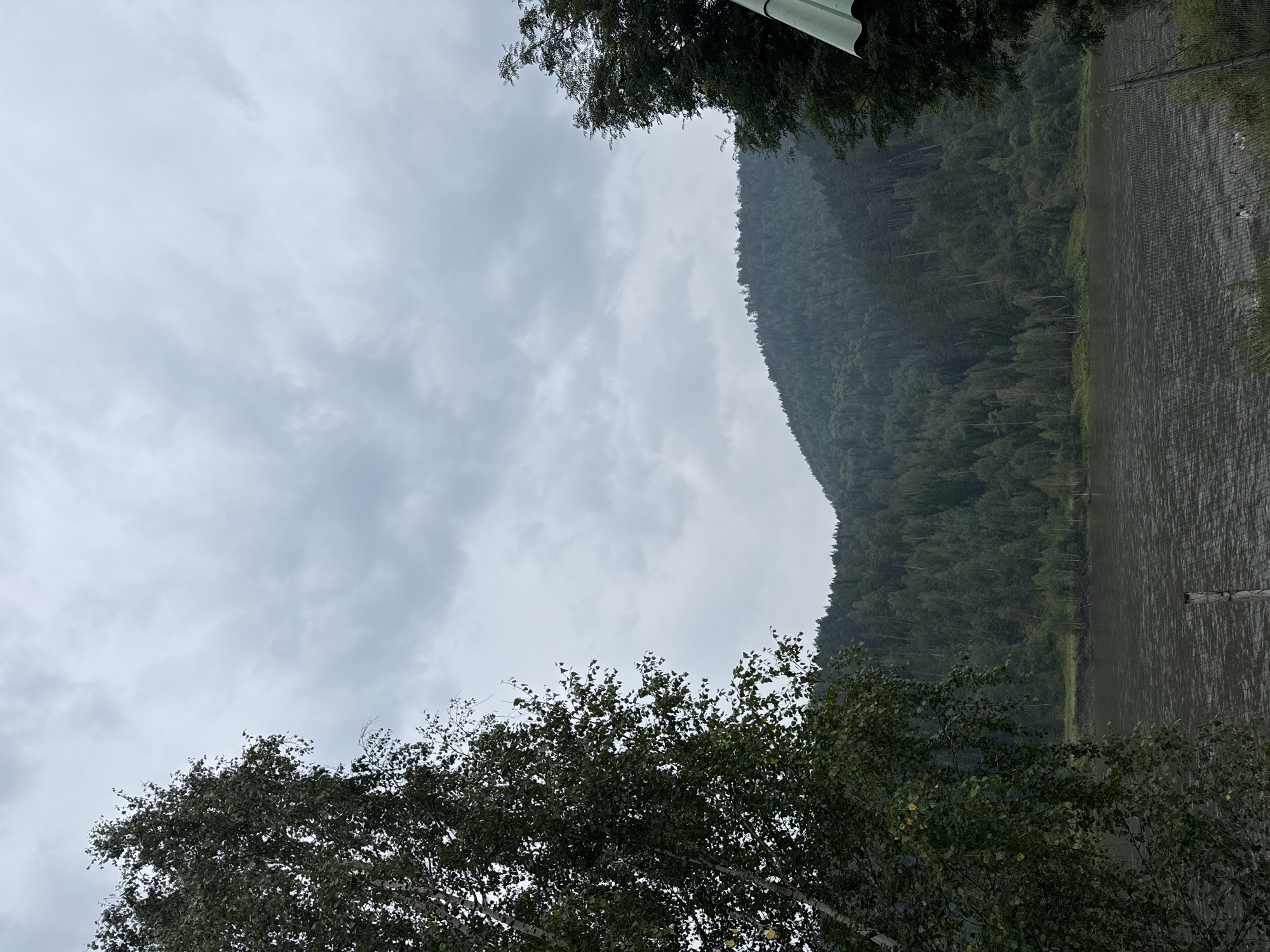 The image shows a view of the Mana River in Ust-Mana, Russia, under an overcast sky. In the foreground, on the left, is a large birch tree with green leaves. On the right, partially obscuring the view, is a dark green coniferous tree and the edge of a light green structure, possibly an umbrella or awning. The middle ground features the wide, dark grey Mana River, with a faint ripple pattern on its surface. Beyond the river, a densely forested, steep hillside rises, covered in a mix of dark green coniferous and lighter green deciduous trees. The top of the hill is obscured by fog or low-lying clouds. In the immediate foreground, a wire fence is visible, with some posts. No people are discernible in the image. The overall impression is one of a natural, slightly subdued landscape on a cloudy day.