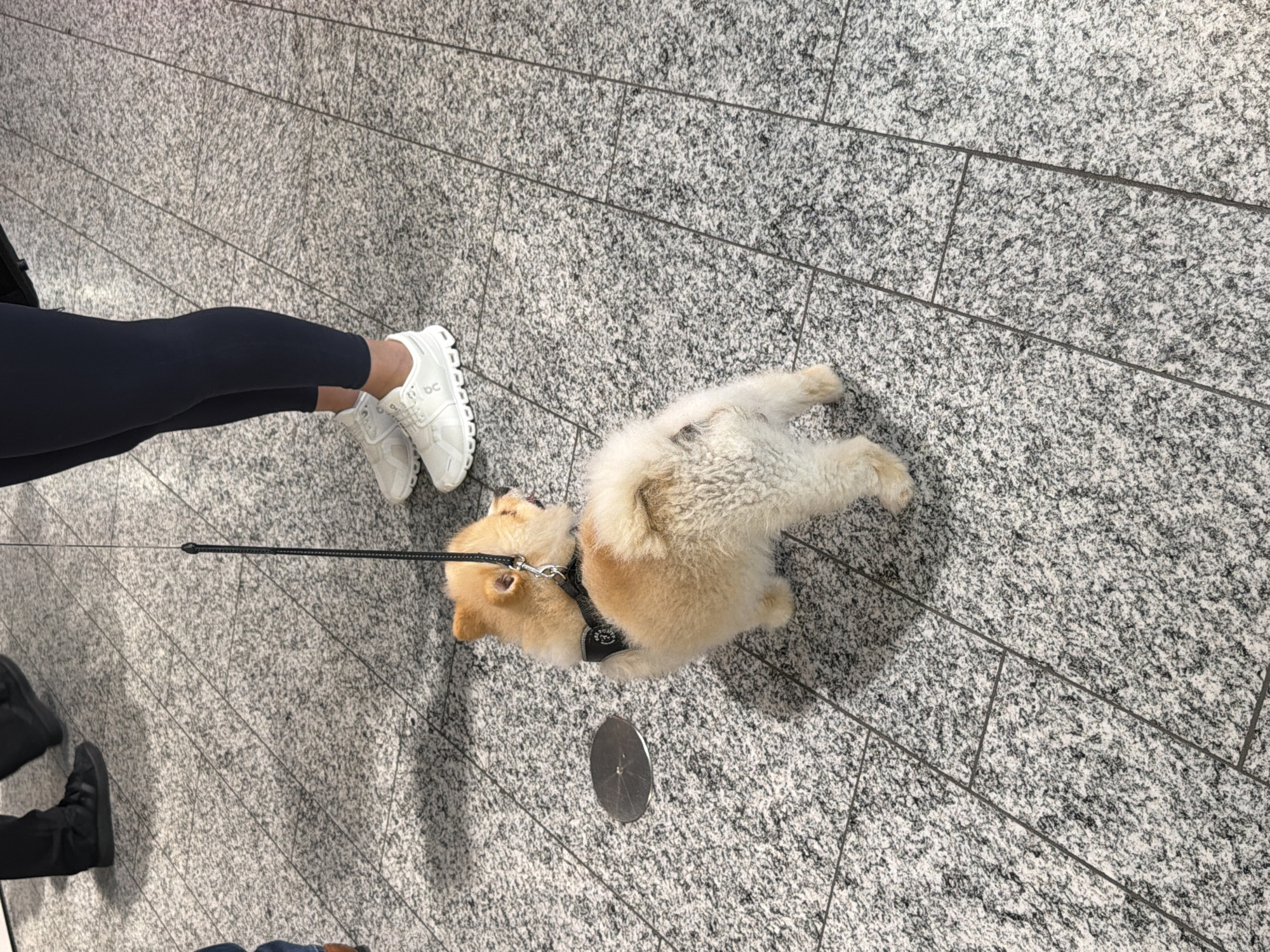 A high-angle shot depicts a small, tan Pomeranian dog laying on a grey tile floor. The dog is wearing a black harness and is attached to a black leash. A person wearing black leggings and white sneakers stands to the left of the dog. Another person is partially visible in the lower left, wearing black shoes and jeans. A silver circular object, possibly a floor drain cover, is located near the dog. The setting appears to be an indoor public space. The location is Unknown, Unknown.