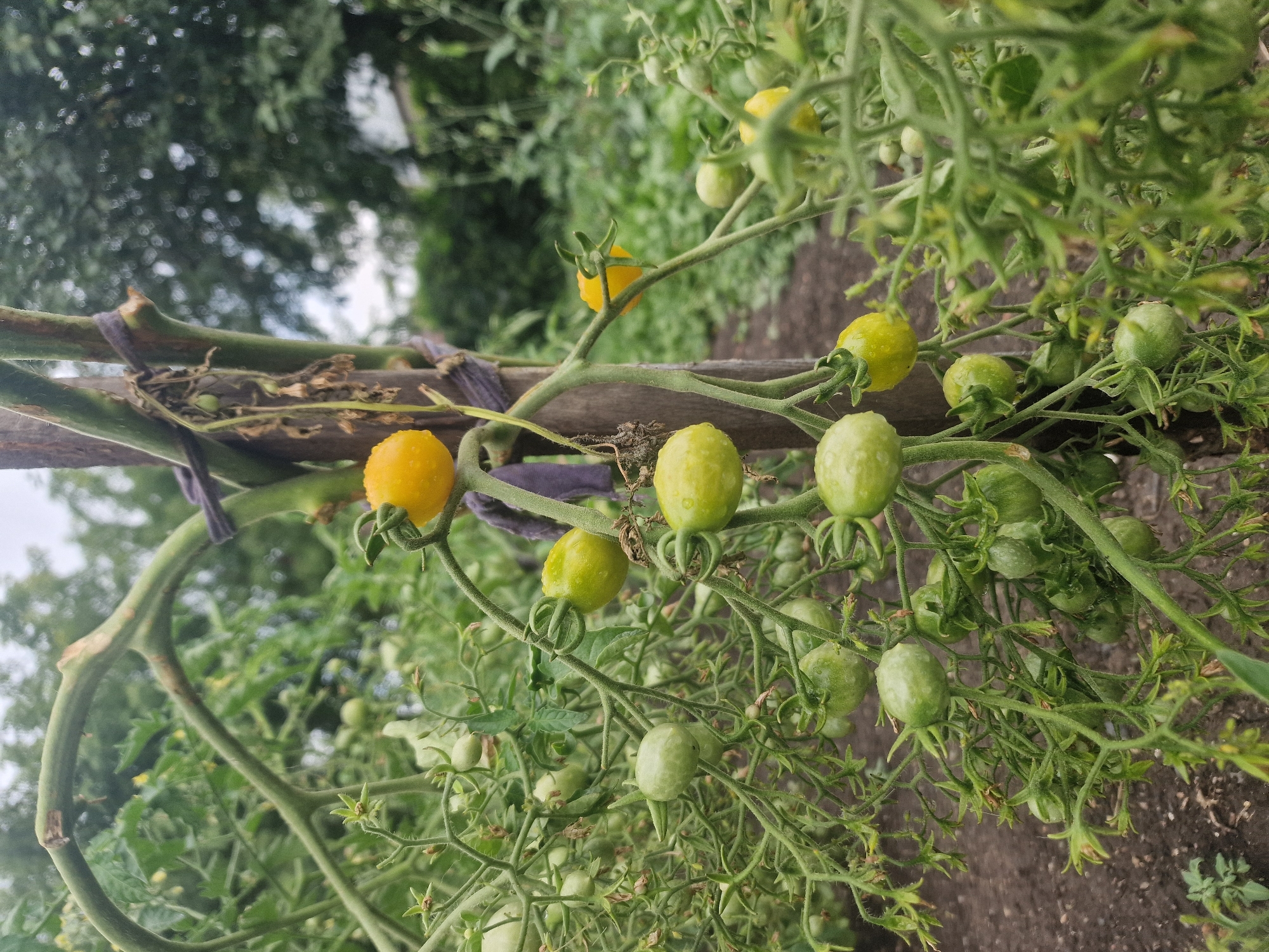 The image shows a tomato plant with several green and one ripe yellow tomato, attached to a wooden stake. The plant is outdoors in what appears to be a garden. The ground is covered in dark soil. In the background, there are blurred green trees and foliage, suggesting a natural setting. The sky is overcast. There are no people or animals visible in the image. The location of Makinsk, Kazakhstan, is not indicated in the visual information provided by the image.