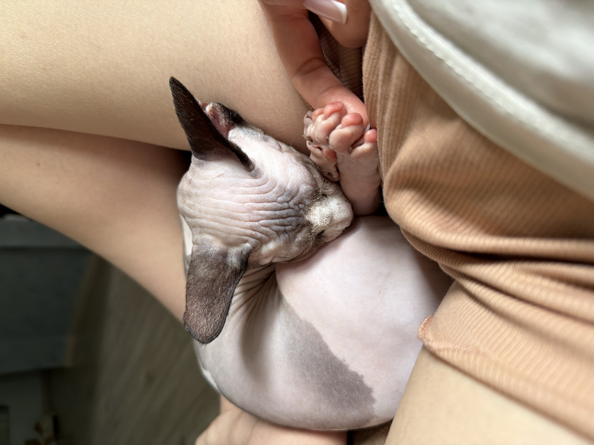 A Sphynx cat, predominantly light pink with mottled grey-brown markings on its back and ears, is observed curled in a resting posture on a person's lap or between their upper thighs. The cat's face is tucked downwards, and its front paws are visible, gently resting against a human finger. The human subject's bare skin is visible on their legs, along with a portion of their hand, which displays a fingernail with a French manicure. The human is wearing light-colored, ribbed fabric garments on their lower body. The background is an out-of-focus indoor setting, revealing a dark wall and a light wooden floor in the distance. The lighting suggests ambient illumination from an unseen source. The scene is located in Unknown, Unknown.