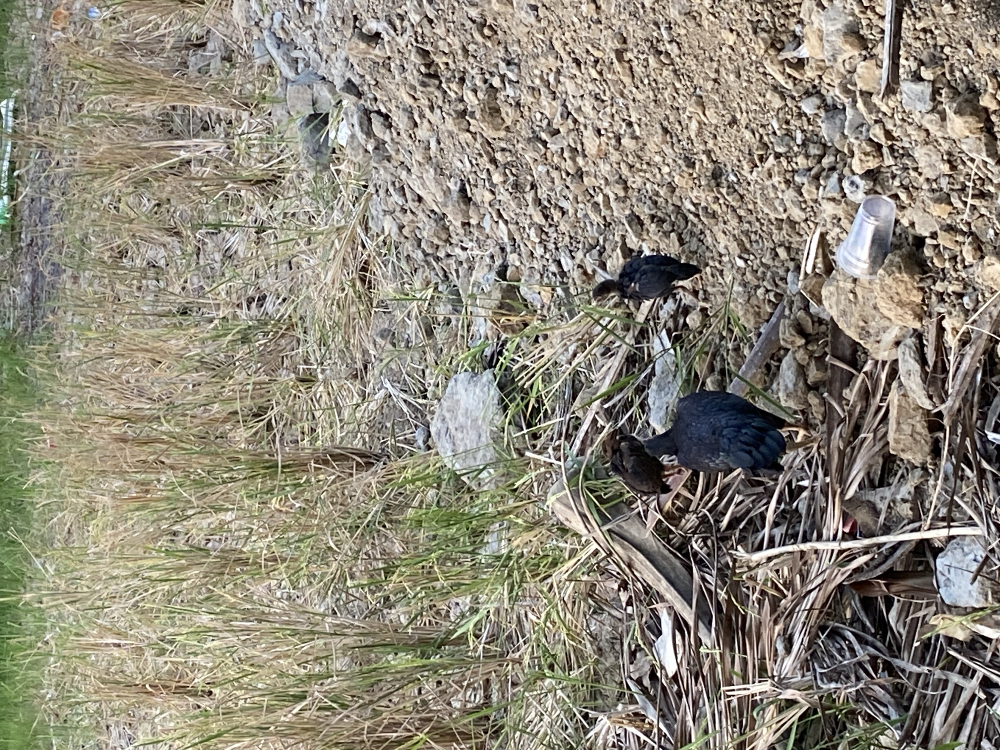The image shows a patch of dry, overgrown vegetation with two dark-colored birds foraging among the dried grass and rocks. A small, clear plastic cup sits among the stones and vegetation. The location is likely Gampongaceh, Indonesia, based on the prompt. The scene is an outdoor, ground-level view of a small, untamed area.