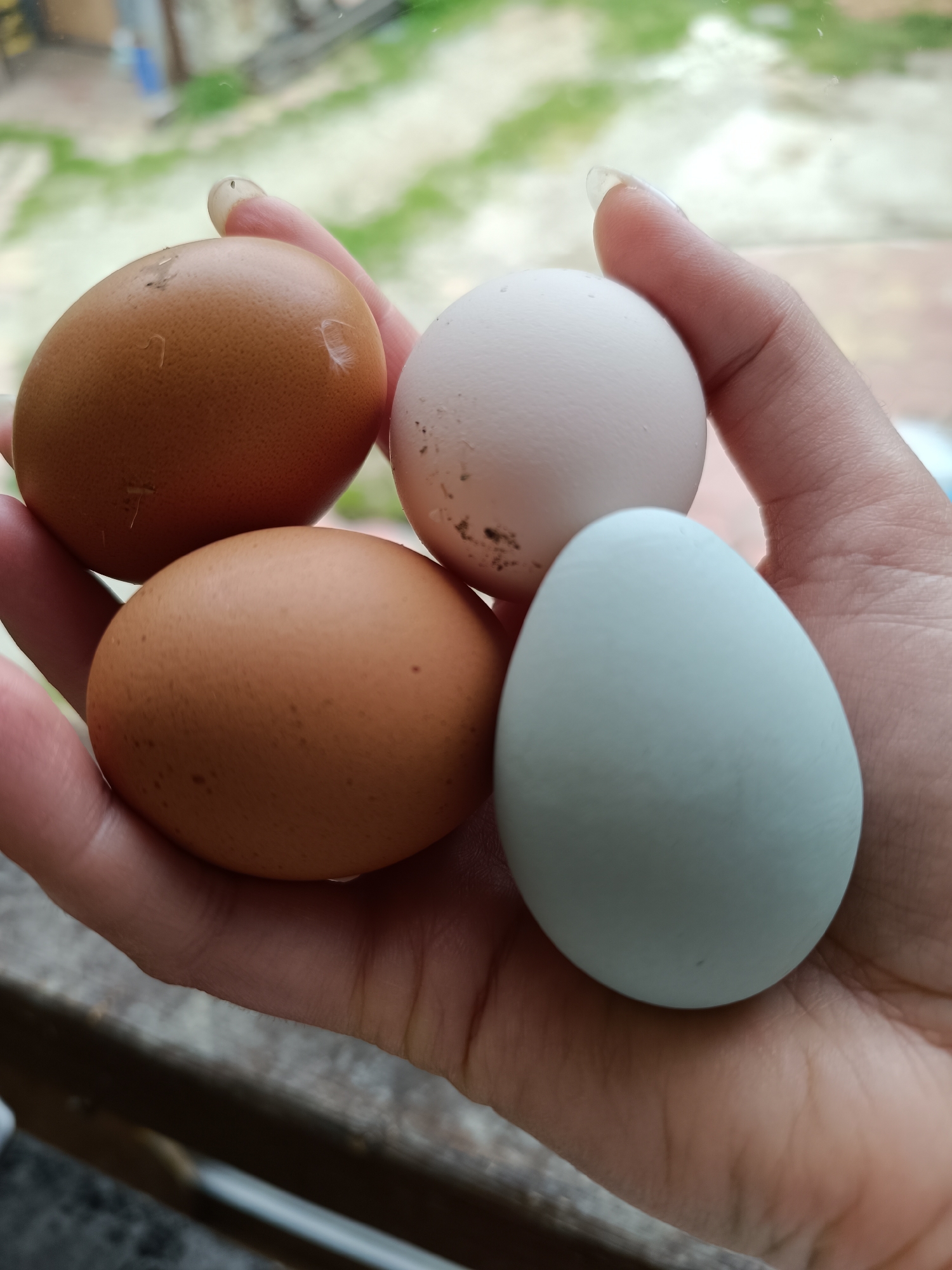 A hand holds four eggs of different colors, brown, white, and blue, against a blurry outdoor background. The eggs are closely packed together in the palm. The location is unknown.