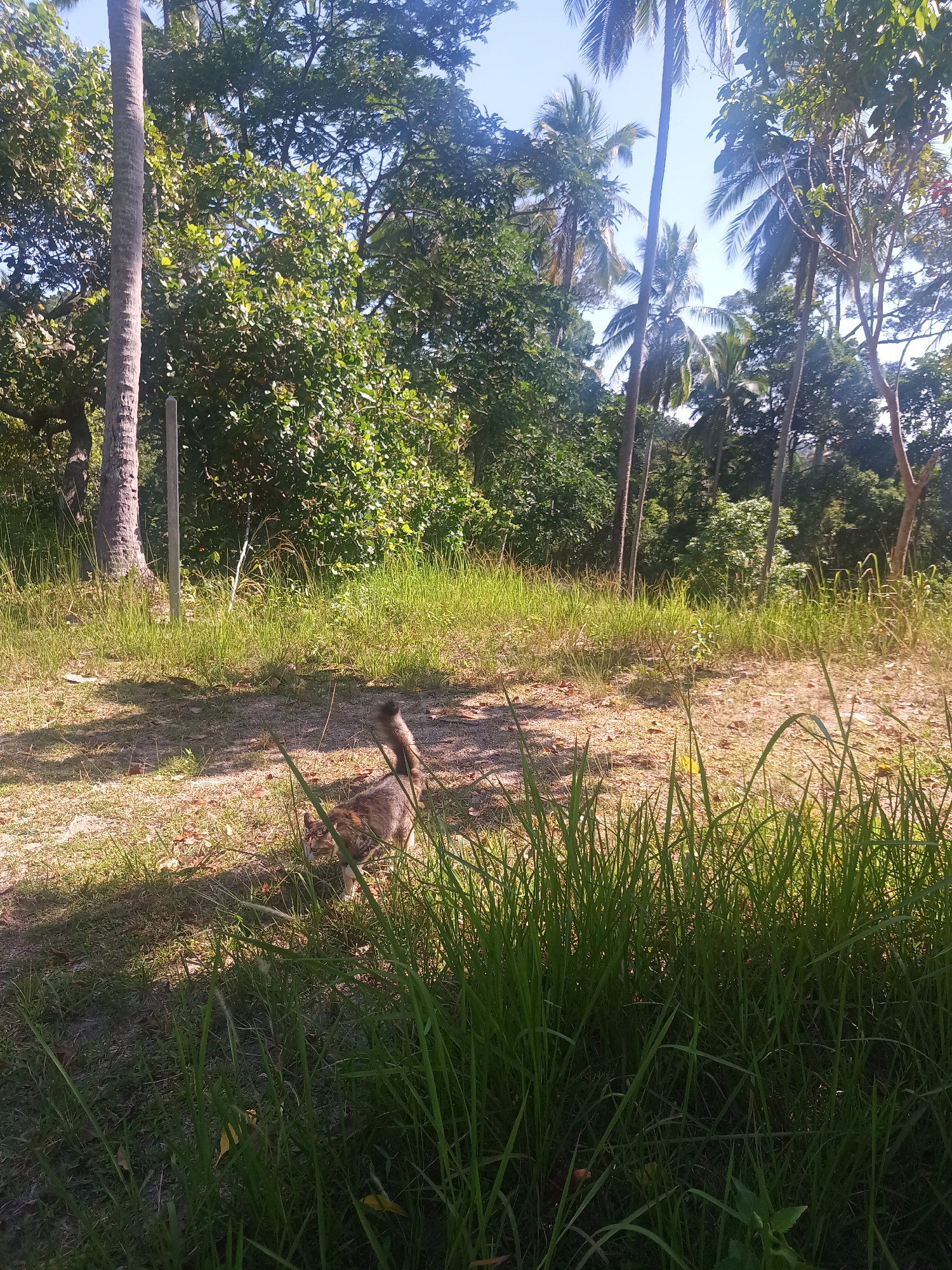 The image presents a sunlit outdoor scene in Baan Thong Nang, Thailand, featuring a cat amidst tropical vegetation. A domestic cat, displaying a tabby or calico pattern with light brown and greyish fur, is captured in the midground, walking from left to right. Its bushy tail is distinctly raised.
The setting is characterized by lush greenery under a clear blue sky, indicative of bright daylight. Tall palm trees, likely coconut palms, with slender trunks and fronds, are prominent in the background and midground, interspersed with other dense, leafy green trees forming a rich canopy. The foreground and midground consist of a mix of vibrant green grass and patches of exposed dirt or dry earth, with some fallen leaves scattered on the ground.
Strong sunlight casts clear shadows on the ground, particularly from the large tree trunk on the left and from the cat itself, suggesting a time of day with a high sun, such as late morning or early afternoon. A single, vertical wooden or concrete post stands in the left-midground, near the base of a large tree. No specific event other than the cat's movement is depicted, and there is no visible text in the image. The scene evokes a sense of a peaceful, natural environment in a tropical climate.