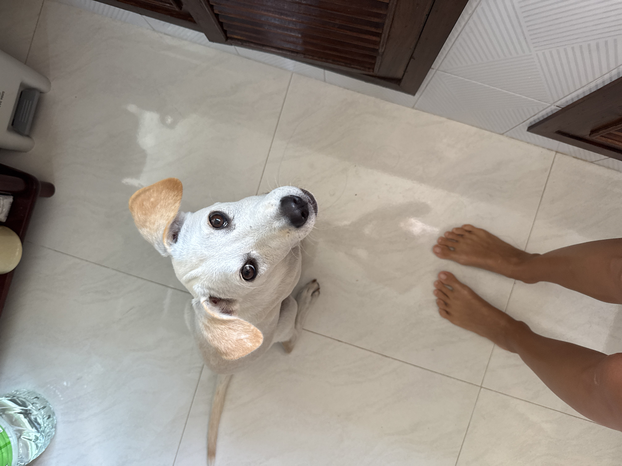 This is a top-down, eye-level shot of a white dog with light brown ears and a black nose. The dog is looking up at the camera with its head tilted to the side, and its ears are perked up. It is sitting on a light-colored tiled floor, and its tail is extended behind it. In the upper right corner of the image, a pair of human legs and feet, tanned in color, are visible, indicating a person is standing or crouching above the dog.
In the background, to the left of the dog, there is a white appliance, possibly a vacuum cleaner, with a gray handle. Further left, a dark brown shelf or cabinet is visible. The upper part of the image shows a wooden cabinet with horizontal slats, suggesting it is part of a piece of furniture or built-in cabinetry. The walls are tiled with a white patterned tile.
The lighting suggests it is daytime, possibly with natural light casting shadows on the floor from the dog and the furniture. The setting appears to be indoors, in a room with tiled flooring and wooden cabinetry. The overall mood is calm and perhaps inquisitive, with the dog's gaze directed towards the viewer. No visible text is present in the image. The location context is Baan Nok Sai, Thailand.