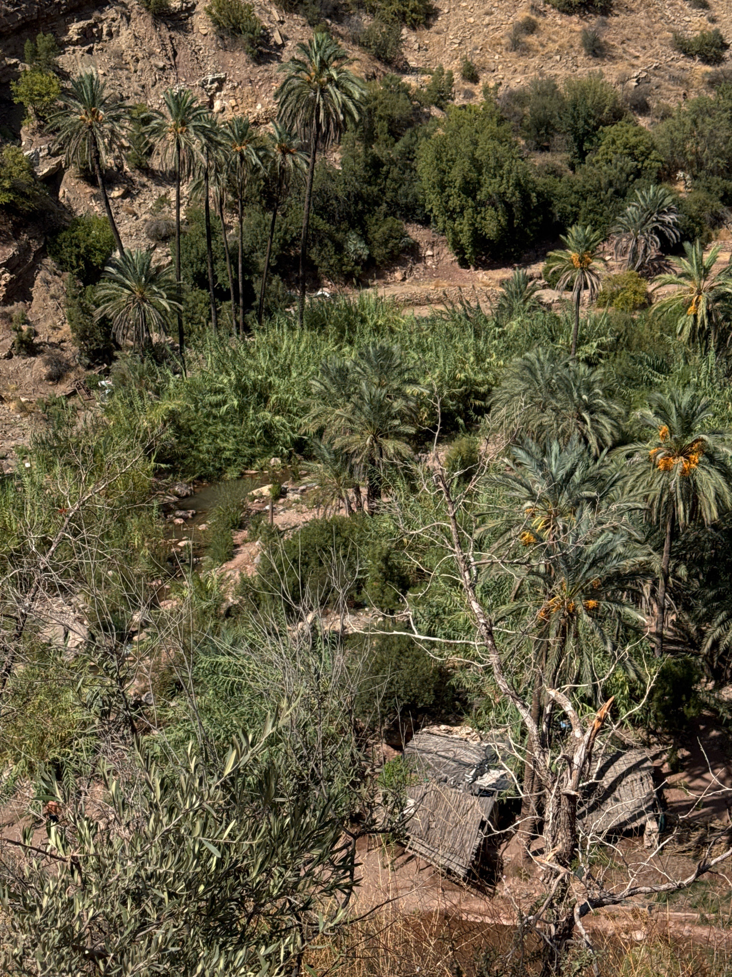 This aerial photograph, captured in the city of Aqesri, Morocco, depicts a lush oasis nestled within a rocky, arid landscape. A small, man-made structure with a thatched roof is visible, situated amongst dense vegetation. The oasis features a water source, with reeds and other aquatic plants lining its banks. Numerous palm trees, some bearing fruit, are scattered throughout the scene, contributing to the vibrant greenery. The surrounding hills are characterized by dry, rocky terrain, dotted with sparse vegetation. The lighting suggests it is daytime, with shadows indicating the sun's position. No people are present in the frame.