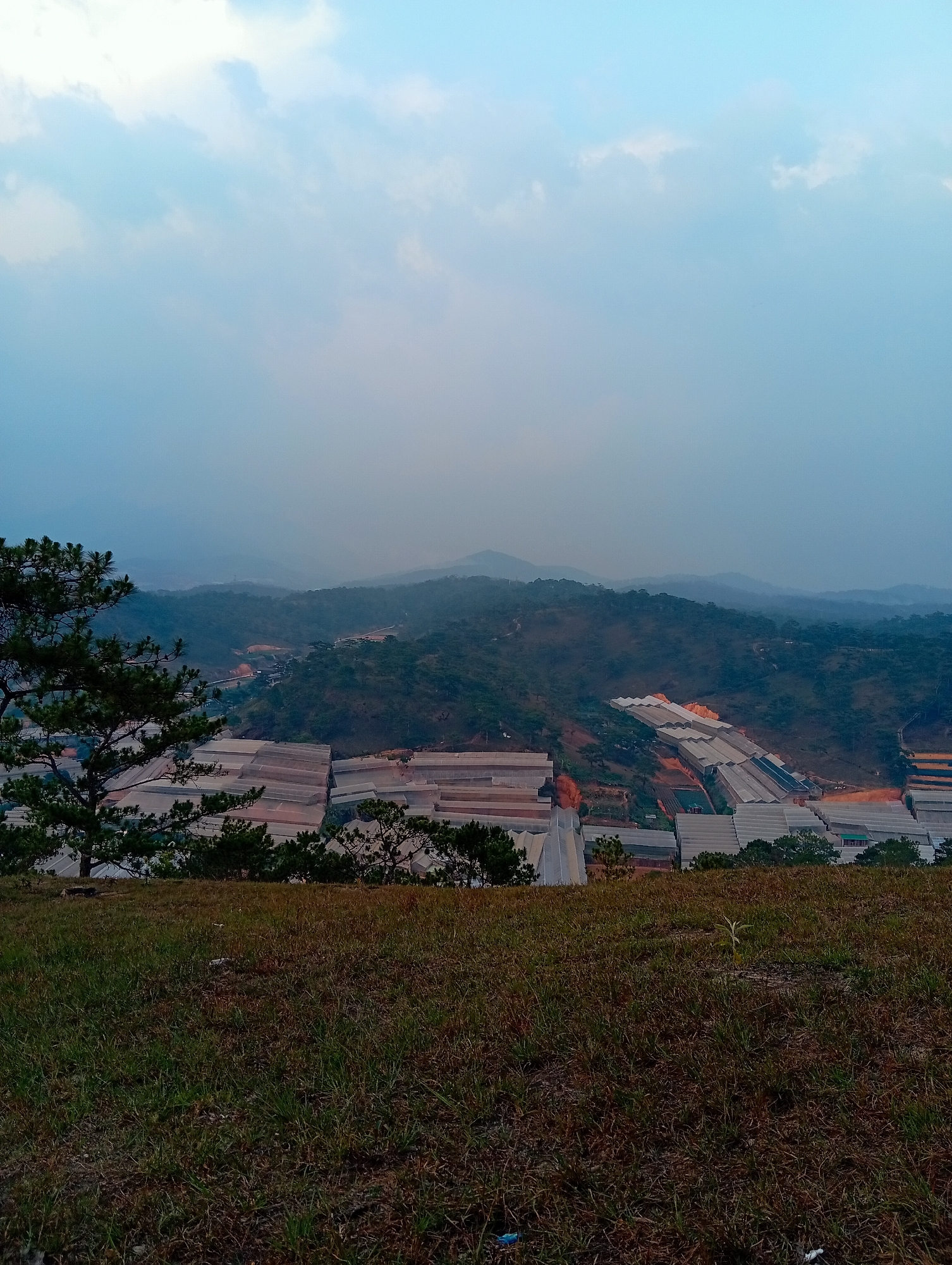 The image depicts an elevated view in Lạc Dương, Vietnam, overlooking a landscape of rolling hills partially obscured by mist. The sky is a gradient of pale blue and light gray clouds. In the foreground, a grassy slope descends towards the middle ground where a cluster of greenhouses dominates the view. These greenhouses appear as long, rectangular structures with metallic roofs. A road cuts through this area. In the background, forested hills fade into the distance, their details softened by the atmospheric haze. A pine tree is visible on the left side of the image.